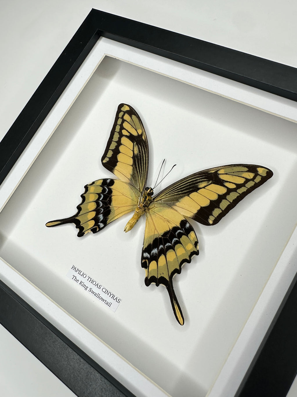 The King Swallowtail | Underwing Papilio Thoas | Medium Frame - Taxidermy Entomology Home Decor Framed Natural Art