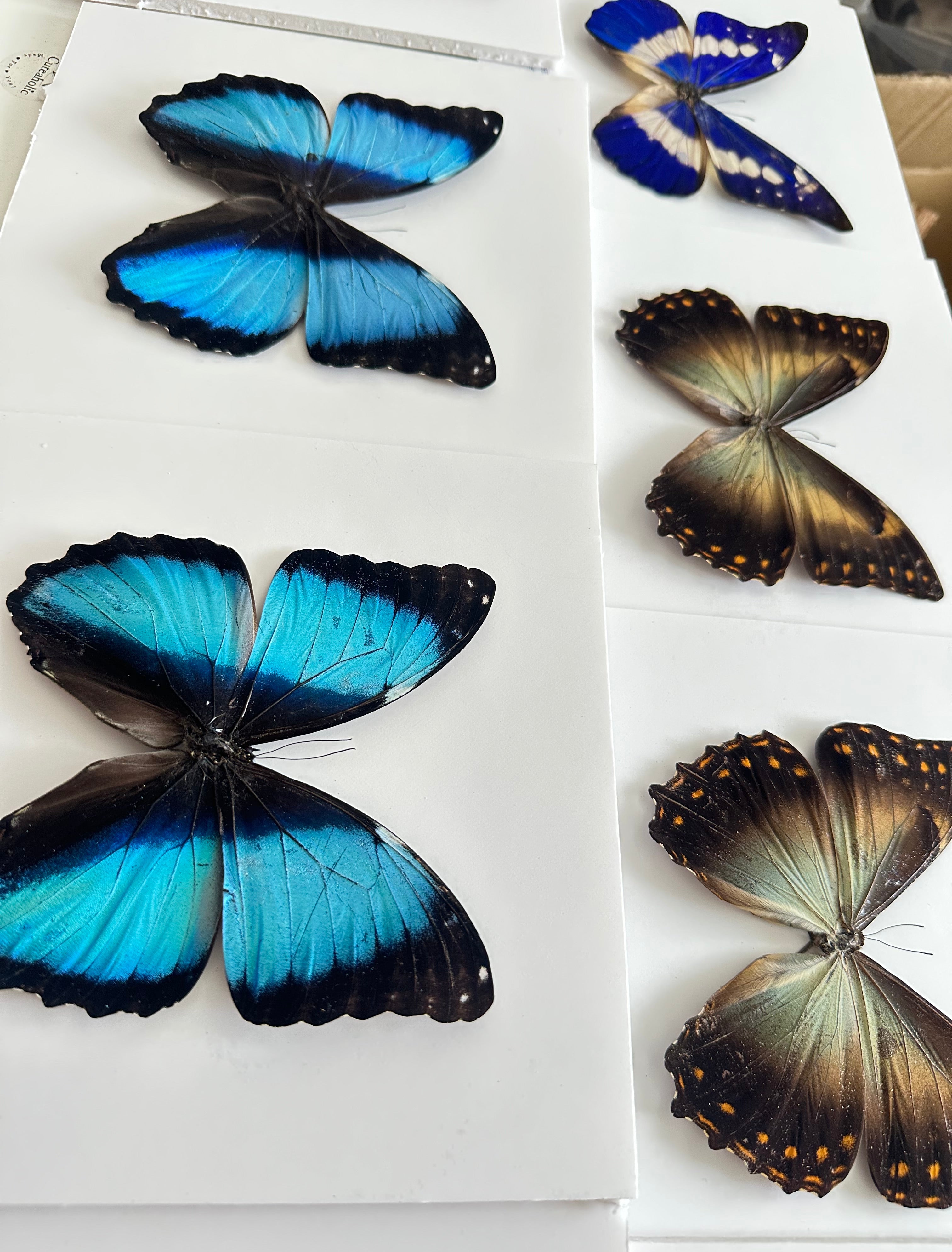 Scarce Morpho | Morpho Deidamia | Medium Frame • Taxidermy Entomology Home Decor Framed Art