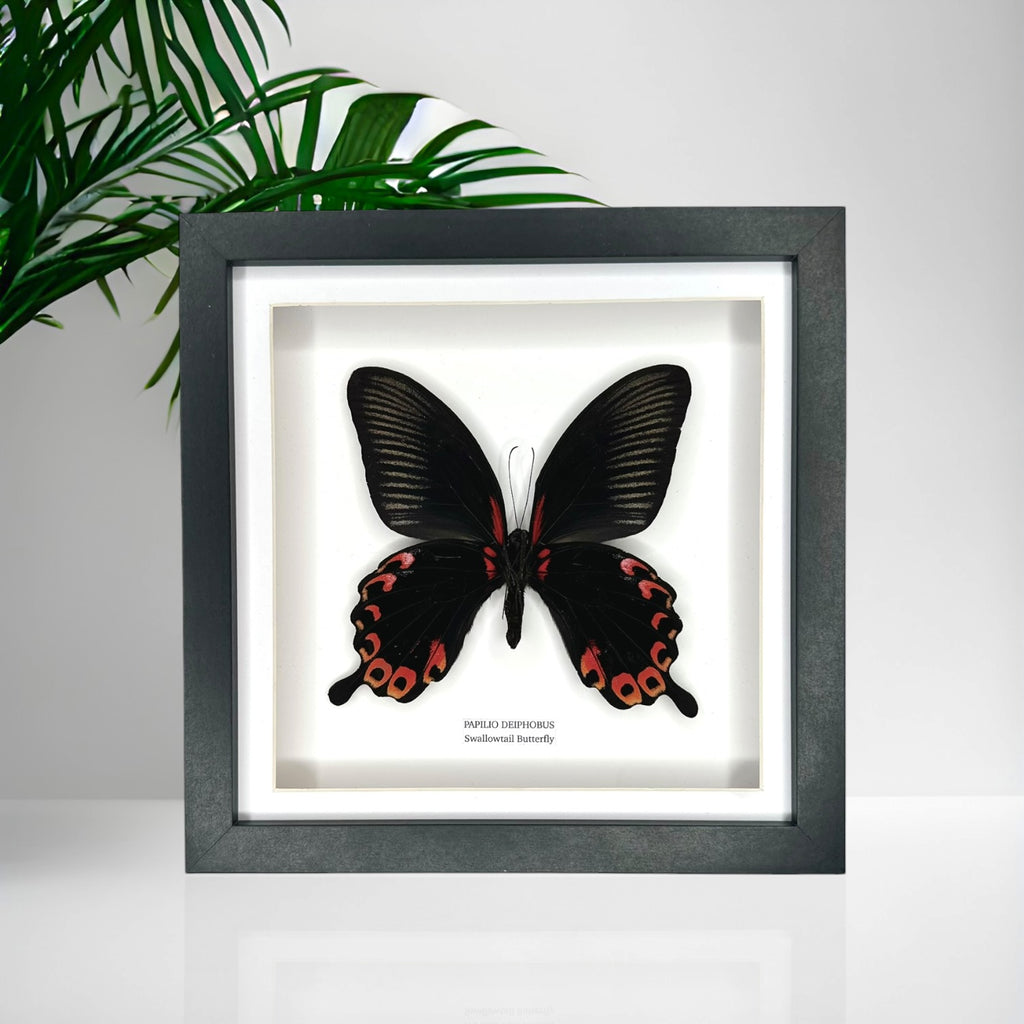Deiphobus Swallowtail Butterfly | Papilio Deiphobus | Medium Frame - Taxidermy Entomology Home Decor Framed Natural Art