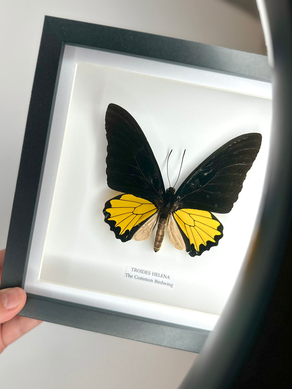 The Common Birdwing | Troides Helena | Medium Frame - Taxidermy Entomology Home Decor Framed Natural Art
