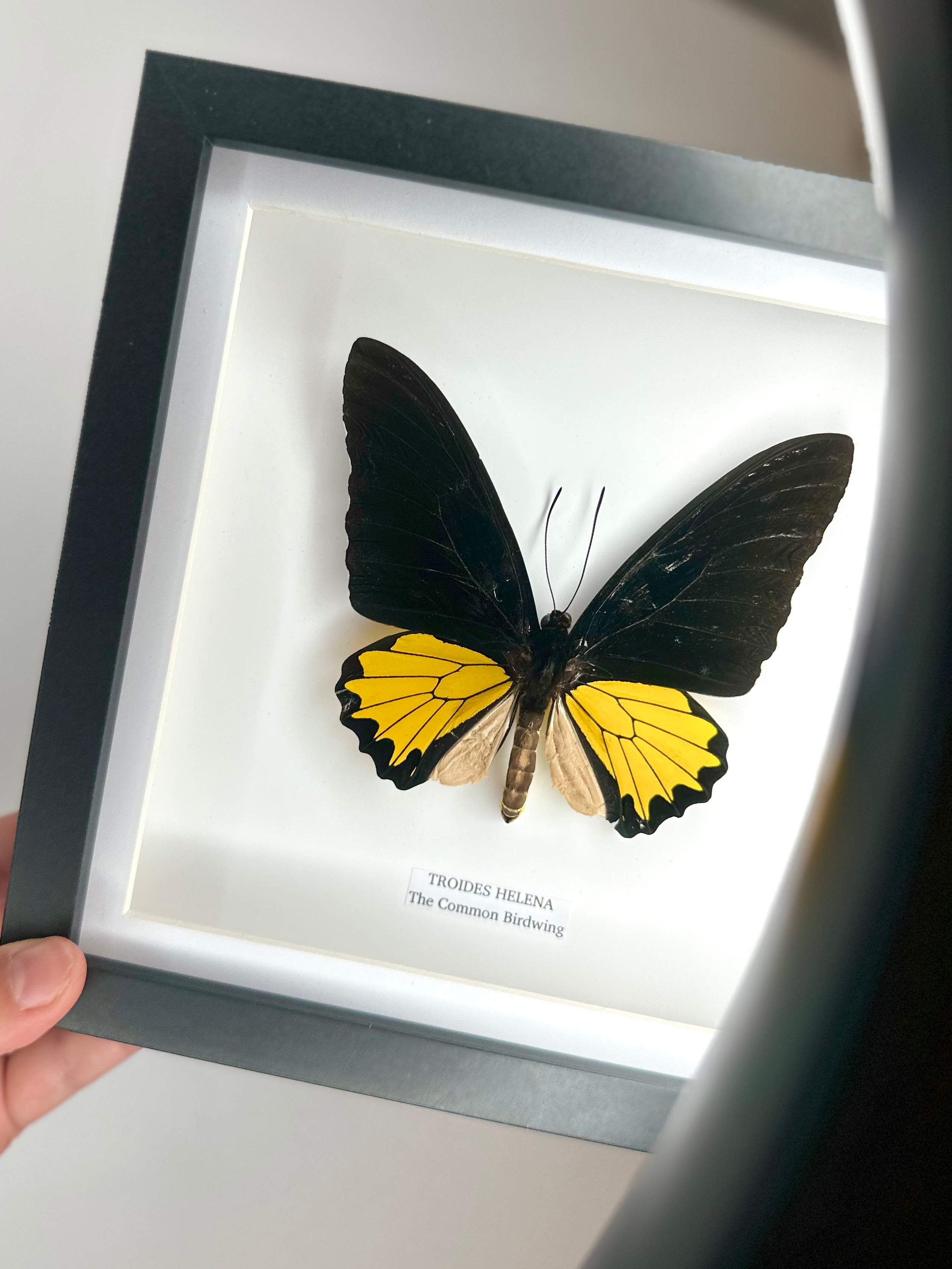 The Common Birdwing | Troides Helena | Medium Frame - Taxidermy Entomology Home Decor Framed Natural Art