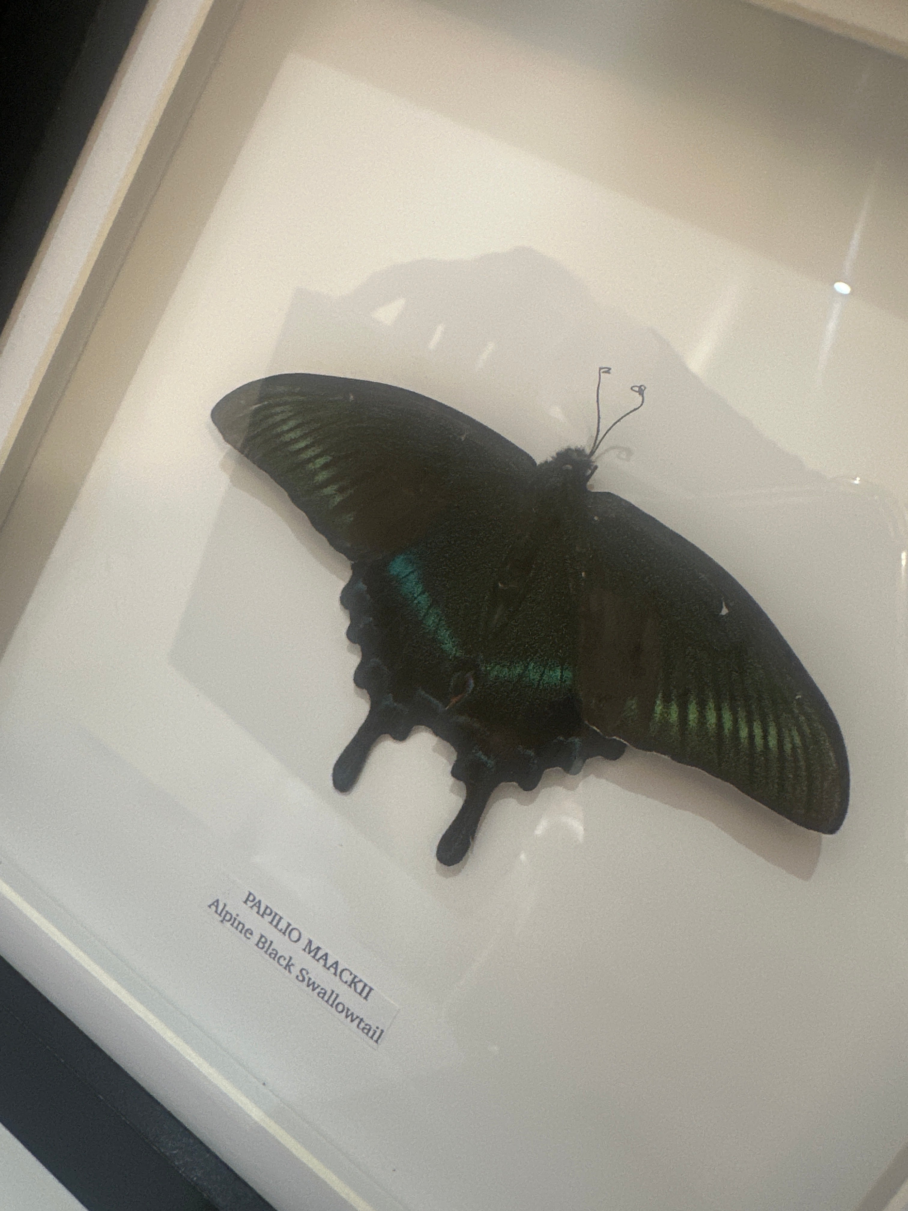 Alpine Black Swallowtail | Papilio Maackii | Medium Frame • Taxidermy Entomology Home Decor Framed Art