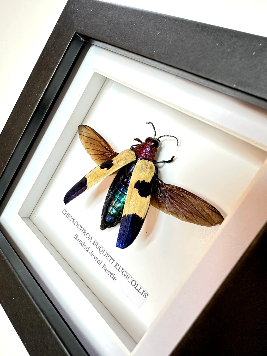 Banded Jewel Beetle | Small Frame • Taxidermy Entomology Home Decor Framed Art