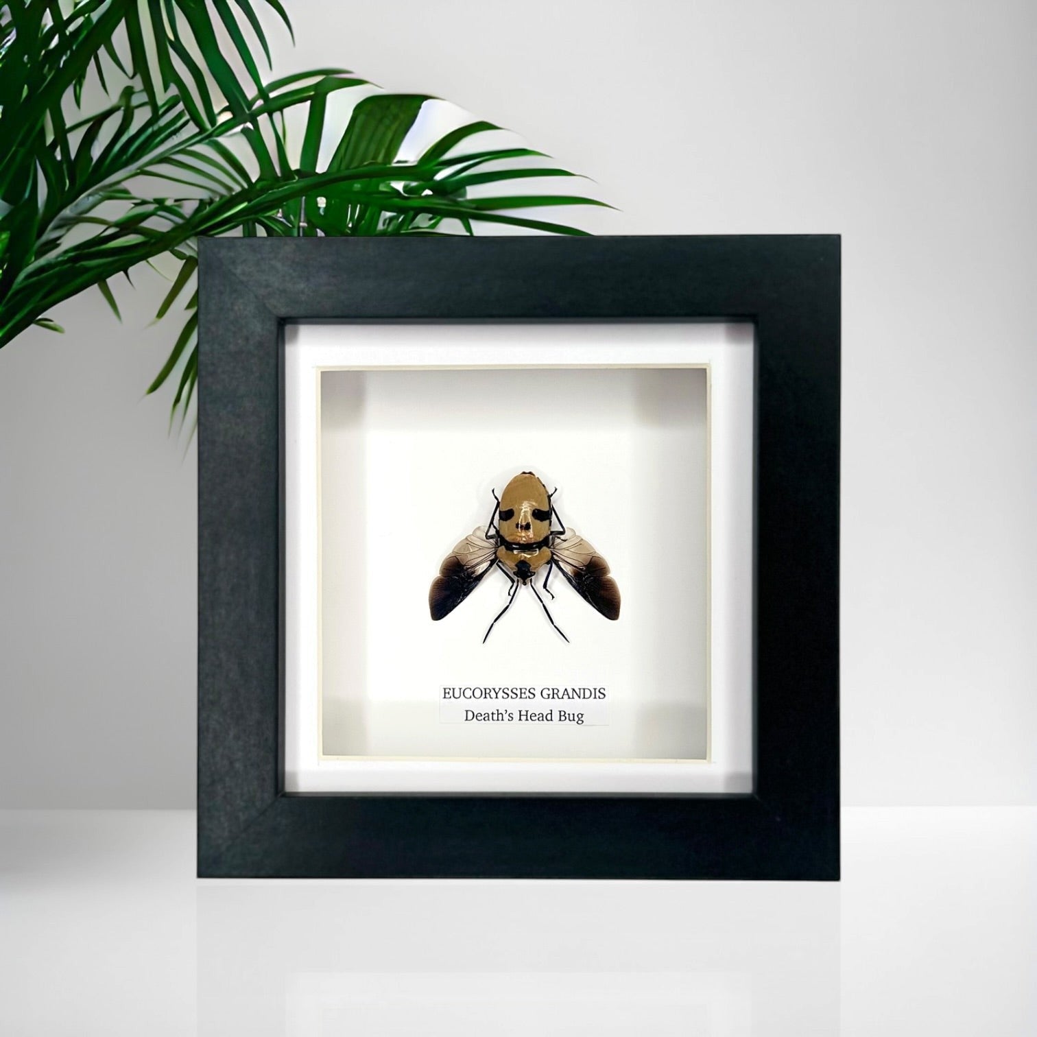 Death’s Head Bug | Eucorysses Gandis | Small deep black Frame - Taxidermy Entomology Home Decor Framed Natural Art handmade by cuteaholic gifts