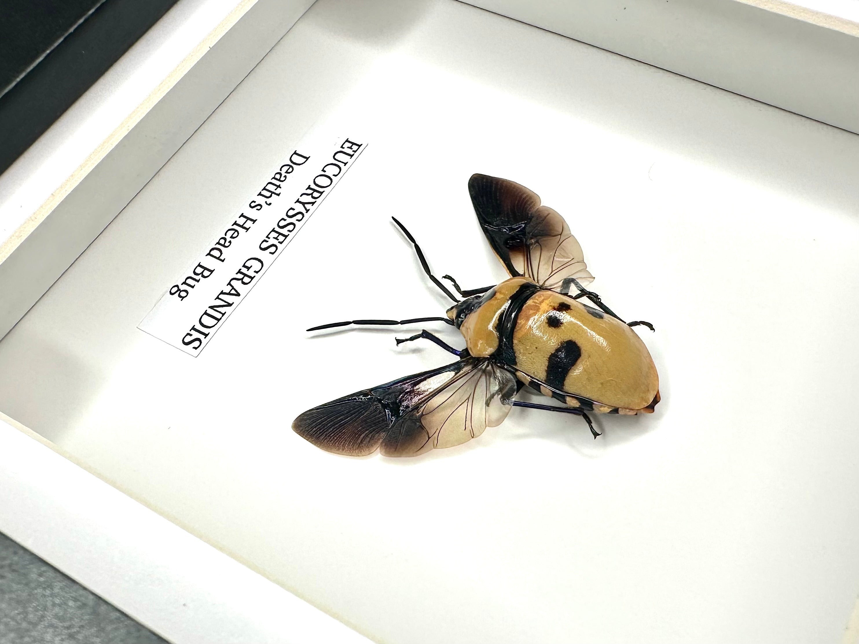 Death’s Head Bug | Eucorysses Gandis | Small deep black Frame - Taxidermy Entomology Home Decor Framed Natural Art handmade by cuteaholic gifts