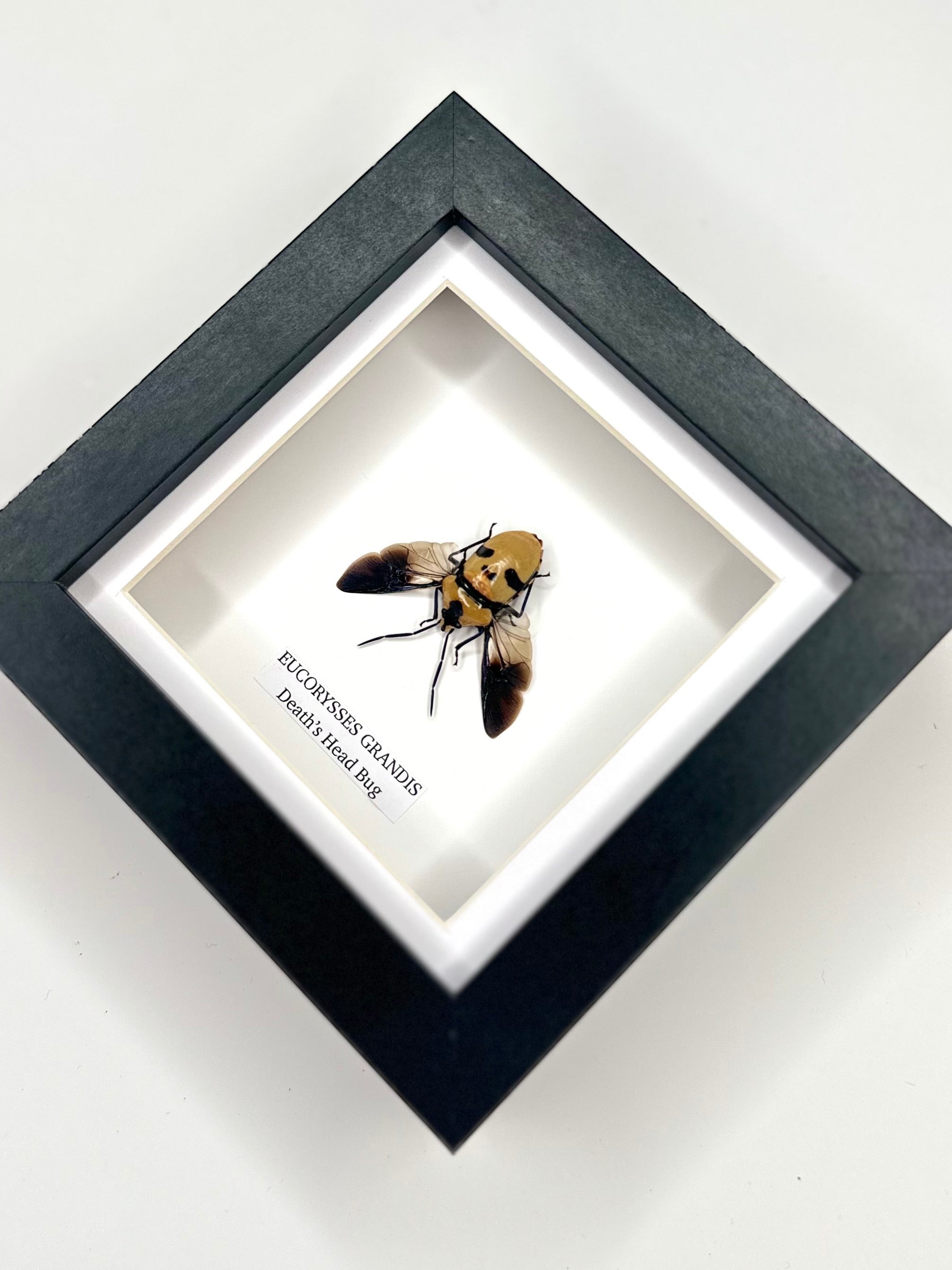 Death’s Head Bug | Eucorysses Gandis | Small deep black Frame - Taxidermy Entomology Home Decor Framed Natural Art handmade by cuteaholic gifts