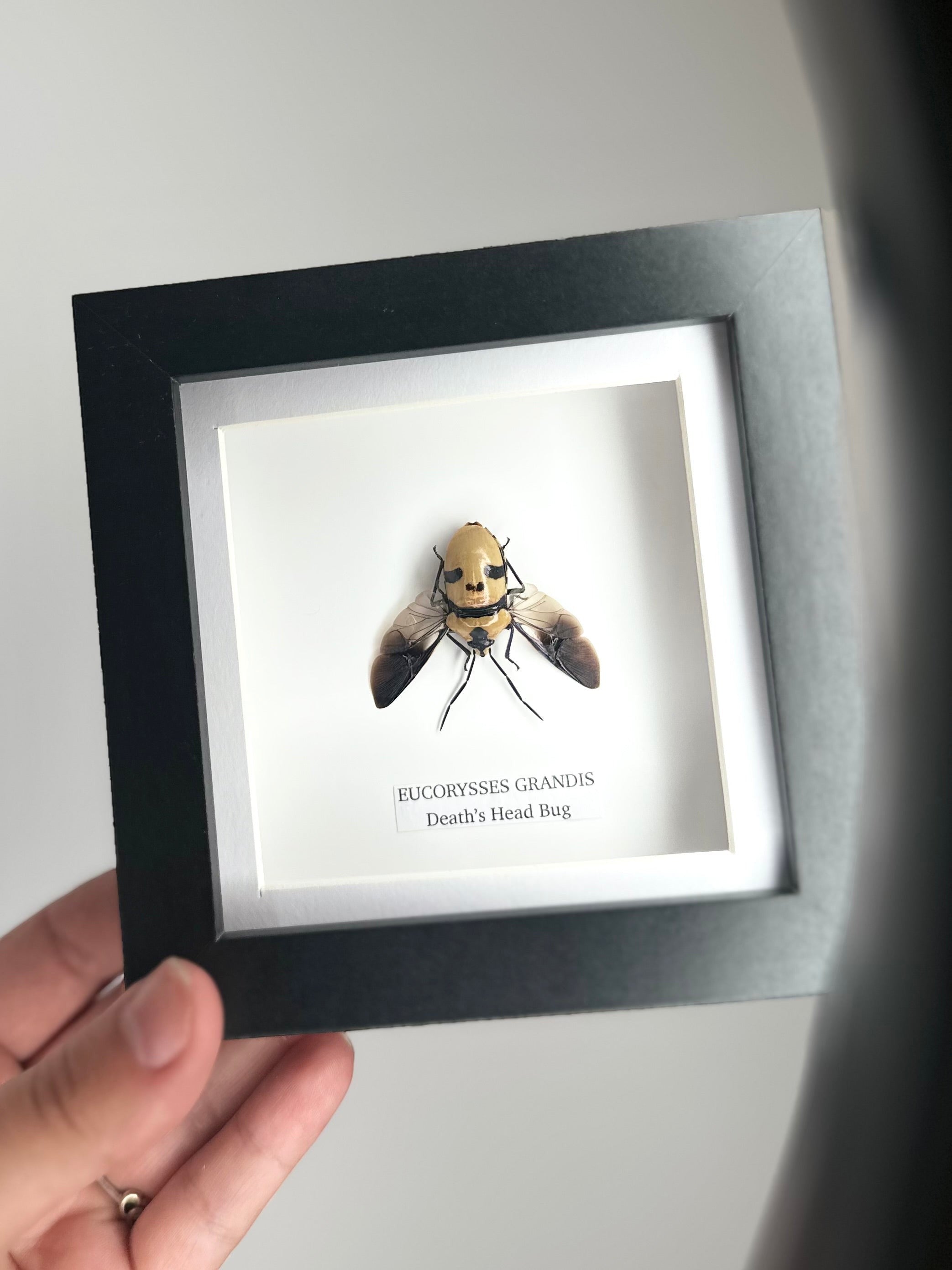 Death’s Head Bug | Eucorysses Gandis | Small deep black Frame - Taxidermy Entomology Home Decor Framed Natural Art handmade by cuteaholic gifts