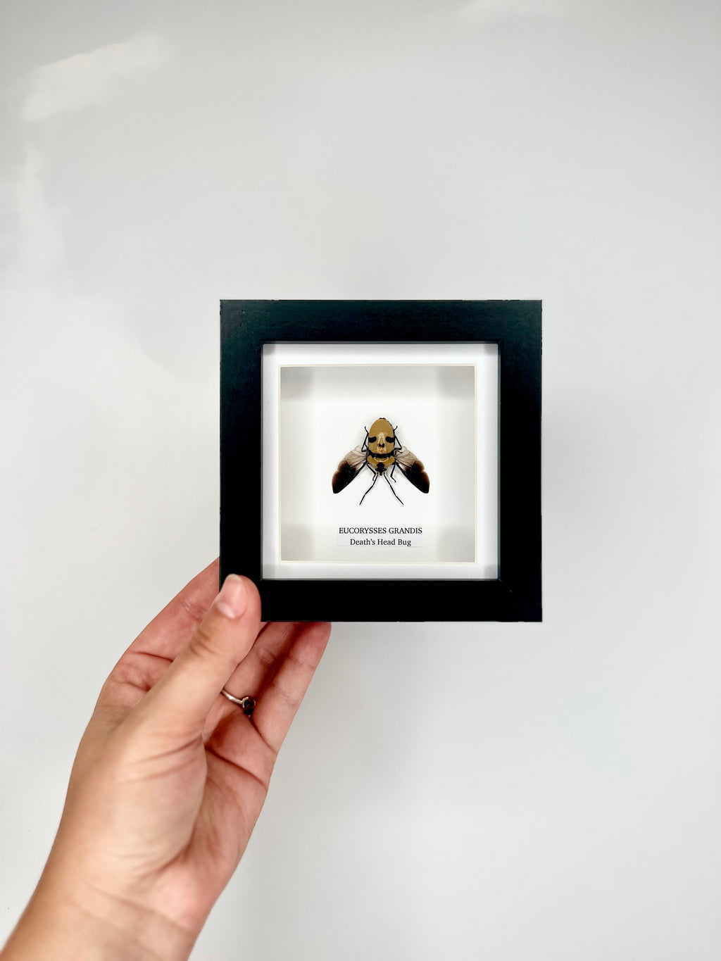 Death’s Head Bug | Eucorysses Gandis | Small deep black Frame - Taxidermy Entomology Home Decor Framed Natural Art handmade by cuteaholic gifts