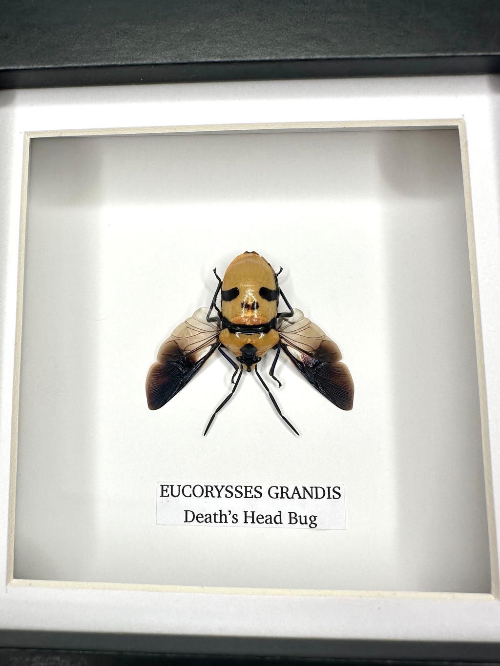Death’s Head Bug | Eucorysses Gandis | Small deep black Frame - Taxidermy Entomology Home Decor Framed Natural Art handmade by cuteaholic gifts