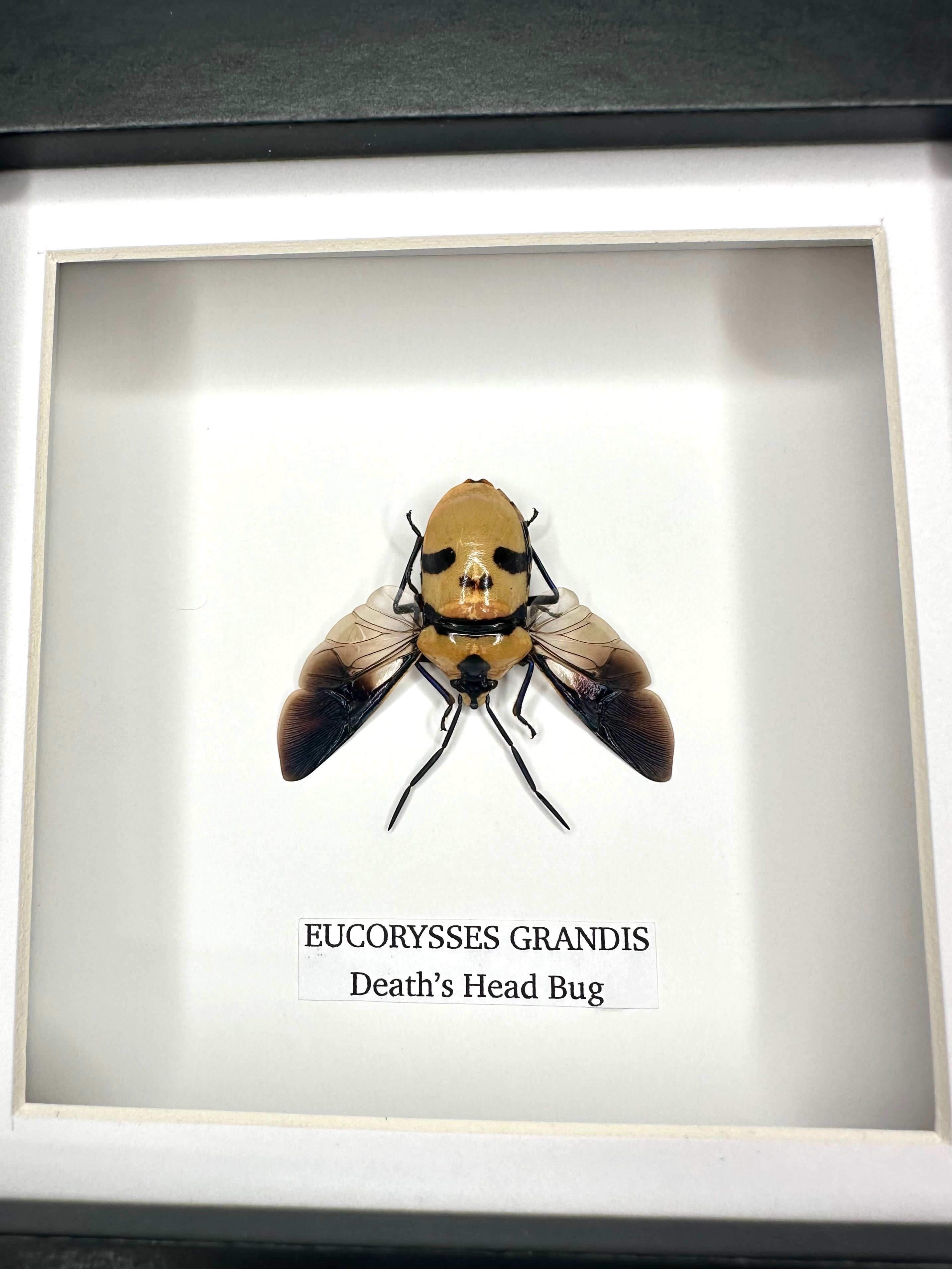 Death’s Head Bug | Eucorysses Gandis | Small deep black Frame - Taxidermy Entomology Home Decor Framed Natural Art handmade by cuteaholic gifts