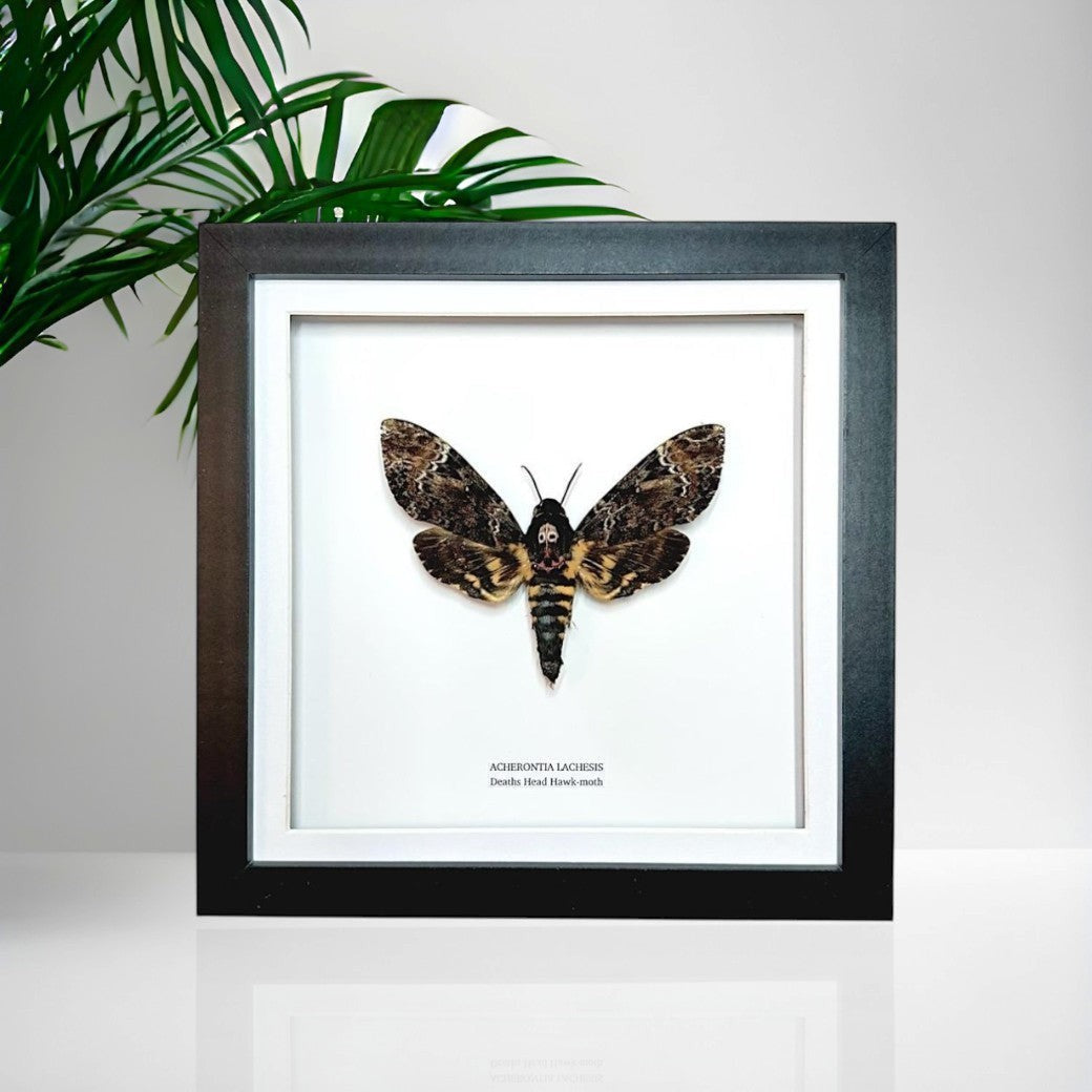 Deaths Head Hawk-Moth | Acherontia Lachesis | Medium Frame • Taxidermy Entomology Home Decor Framed Art