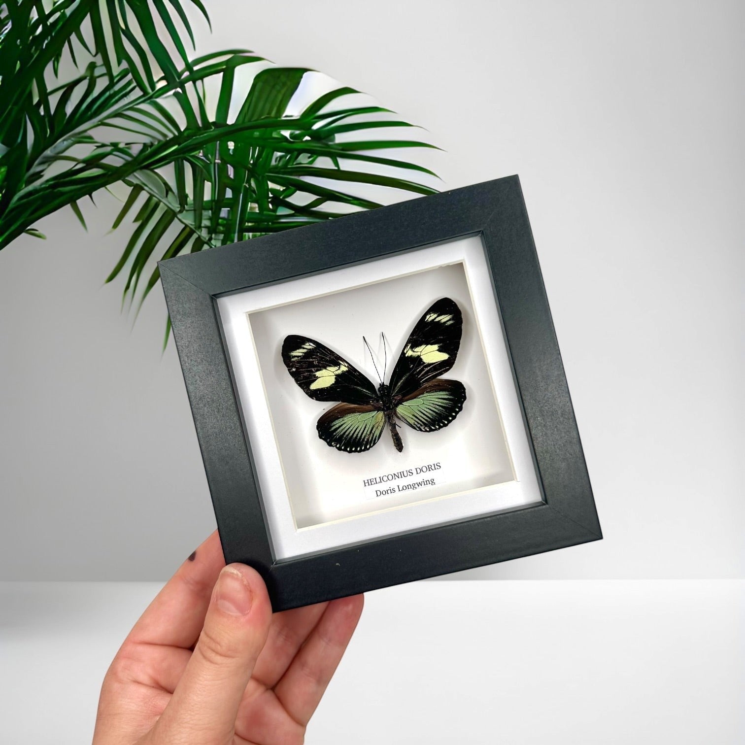 Doris Longwing | Heliconius Doris | Small black shadow Frame - Insect Taxidermy Entomology Home Decor Framed Natural Art handmade by cuteaholic gifts
