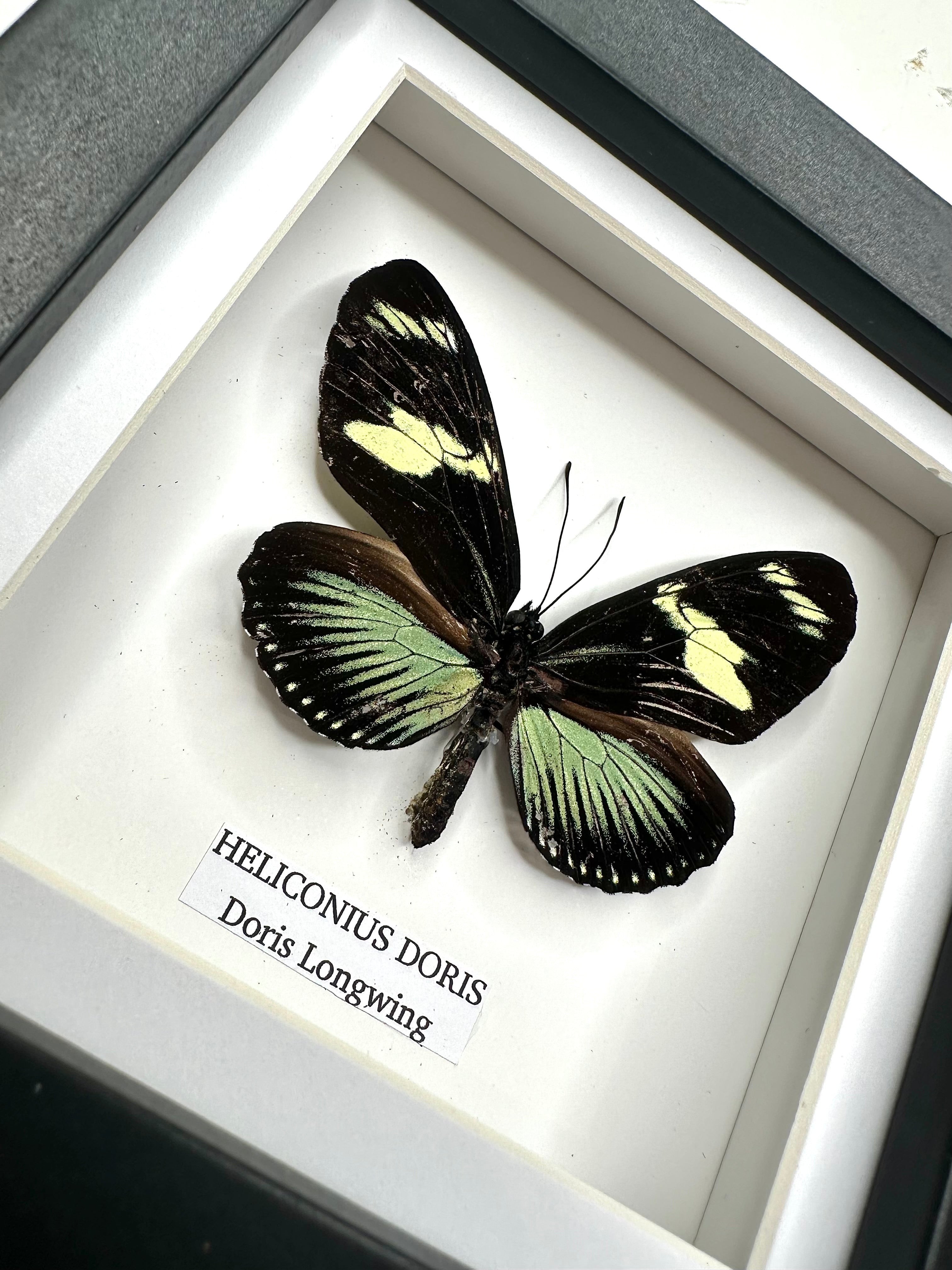Doris Longwing | Heliconius Doris | Small black shadow Frame - Insect Taxidermy Entomology Home Decor Framed Natural Art handmade by cuteaholic gifts