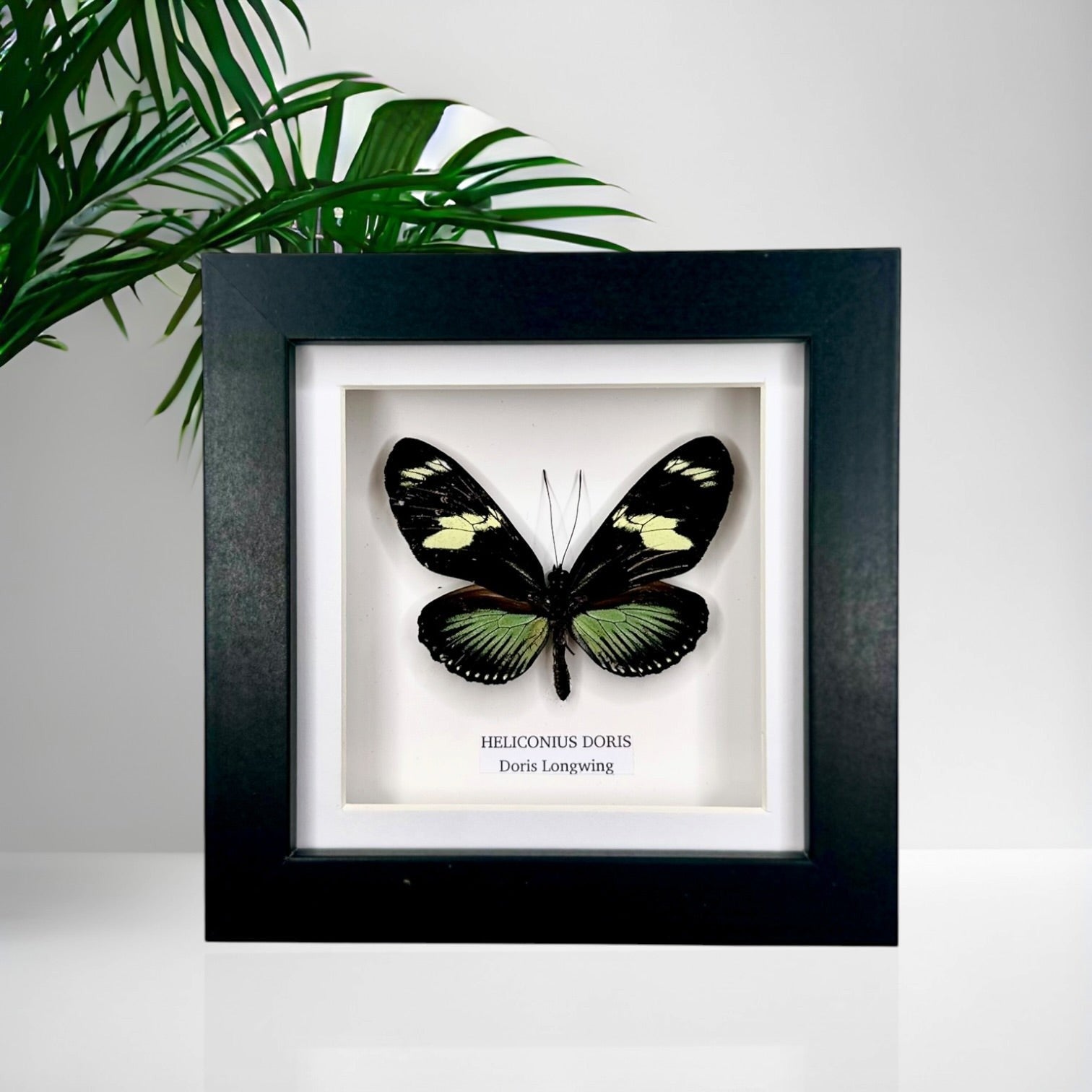 Doris Longwing | Heliconius Doris | Small black shadow Frame - Insect Taxidermy Entomology Home Decor Framed Natural Art handmade by cuteaholic gifts