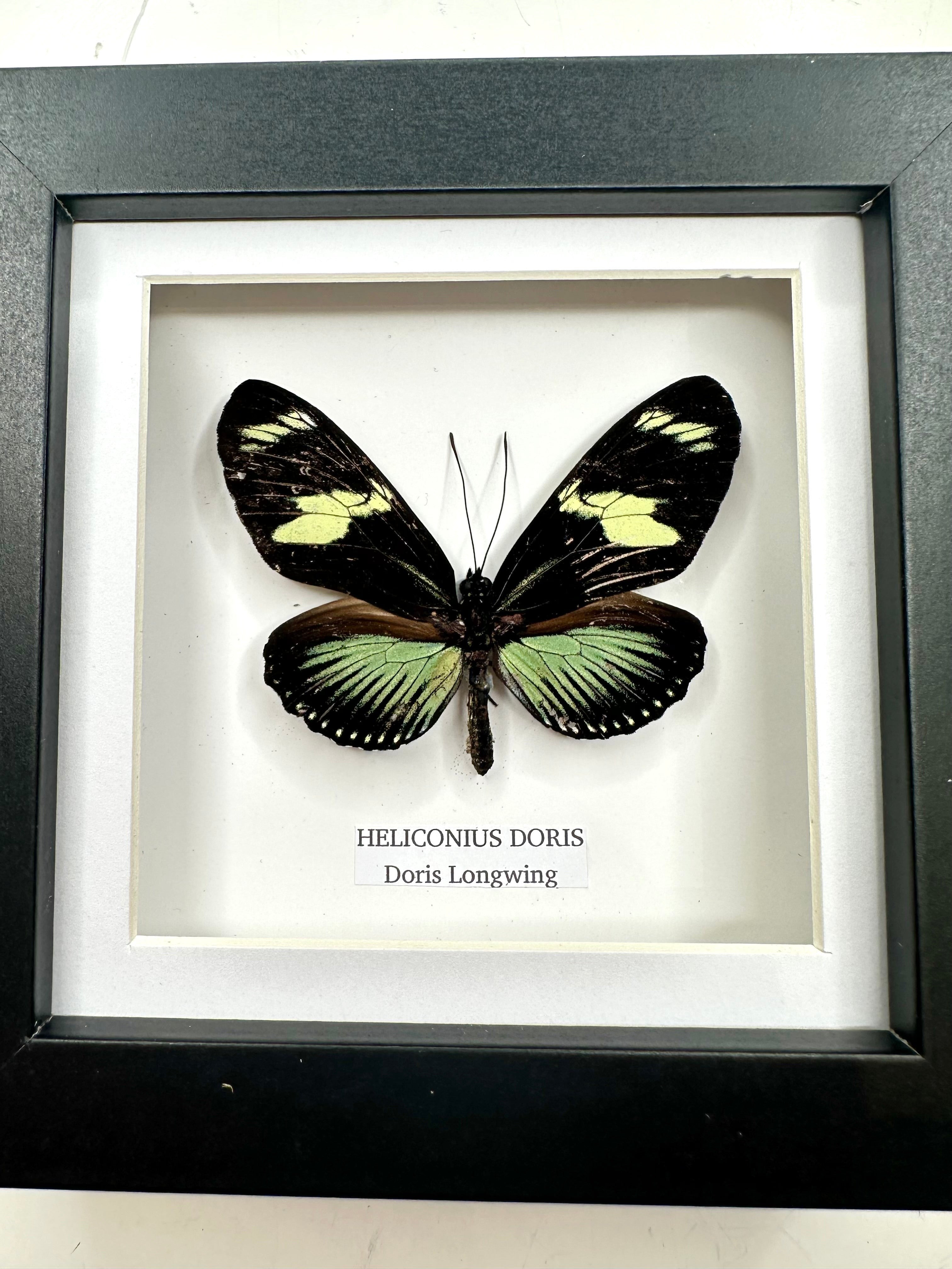 Doris Longwing | Heliconius Doris | Small black shadow Frame - Insect Taxidermy Entomology Home Decor Framed Natural Art handmade by cuteaholic gifts