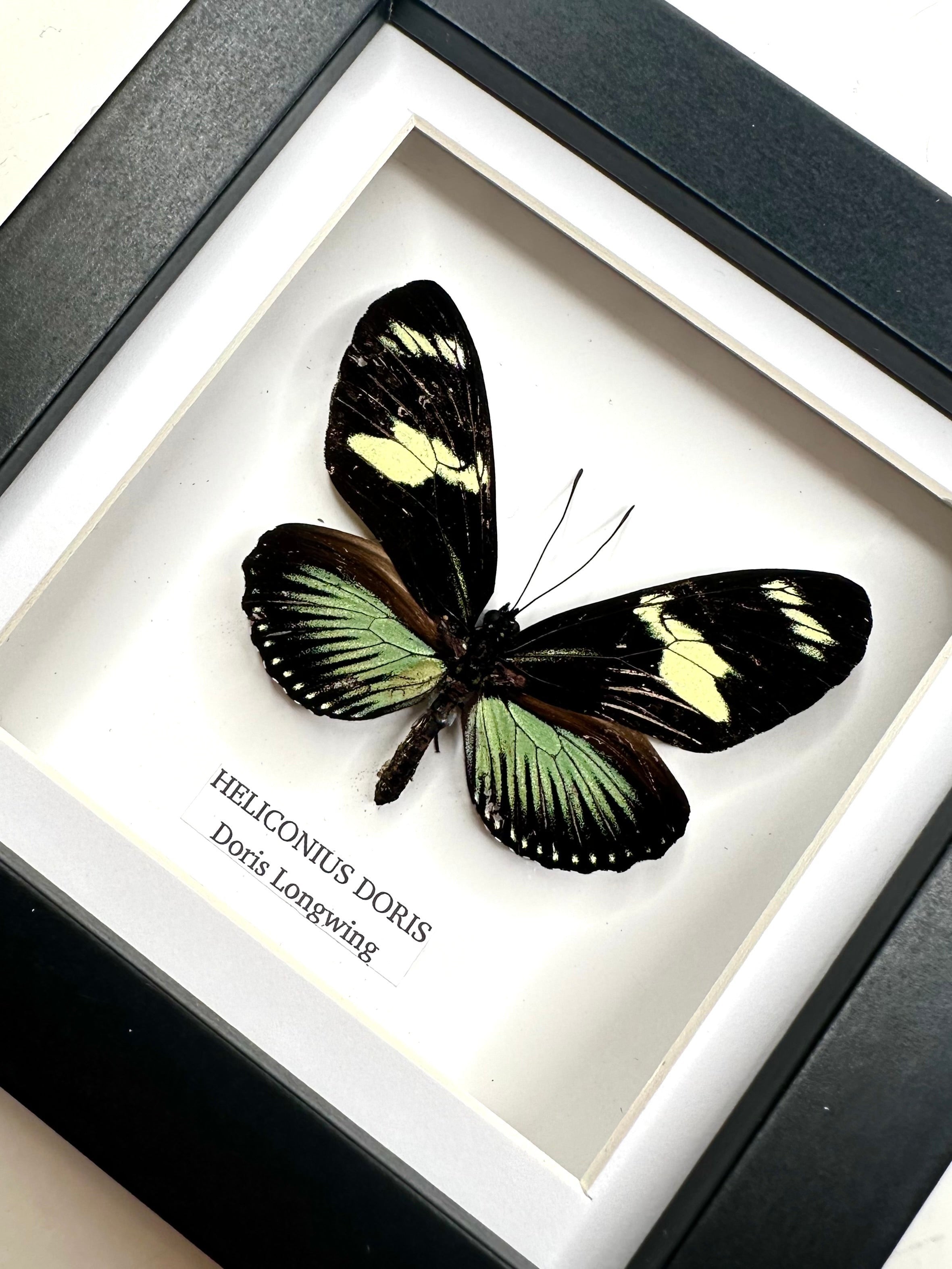 Doris Longwing | Heliconius Doris | Small black shadow Frame - Insect Taxidermy Entomology Home Decor Framed Natural Art handmade by cuteaholic gifts