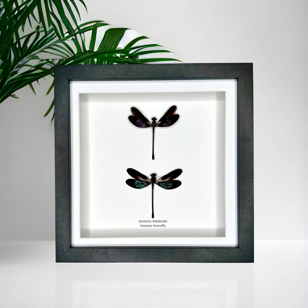 Double Gossomar Damselfy also known as Euphaea Variegata | double medium Frame - Taxidermy Entomology Home Decor Framed Natural Art by cuteaholic gifts