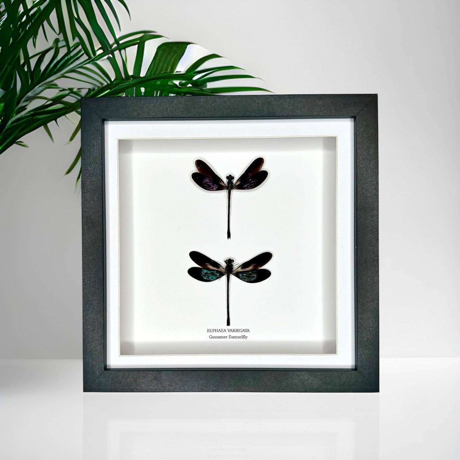 Double Gossomar Damselfy also known as Euphaea Variegata | double medium Frame - Taxidermy Entomology Home Decor Framed Natural Art by cuteaholic gifts