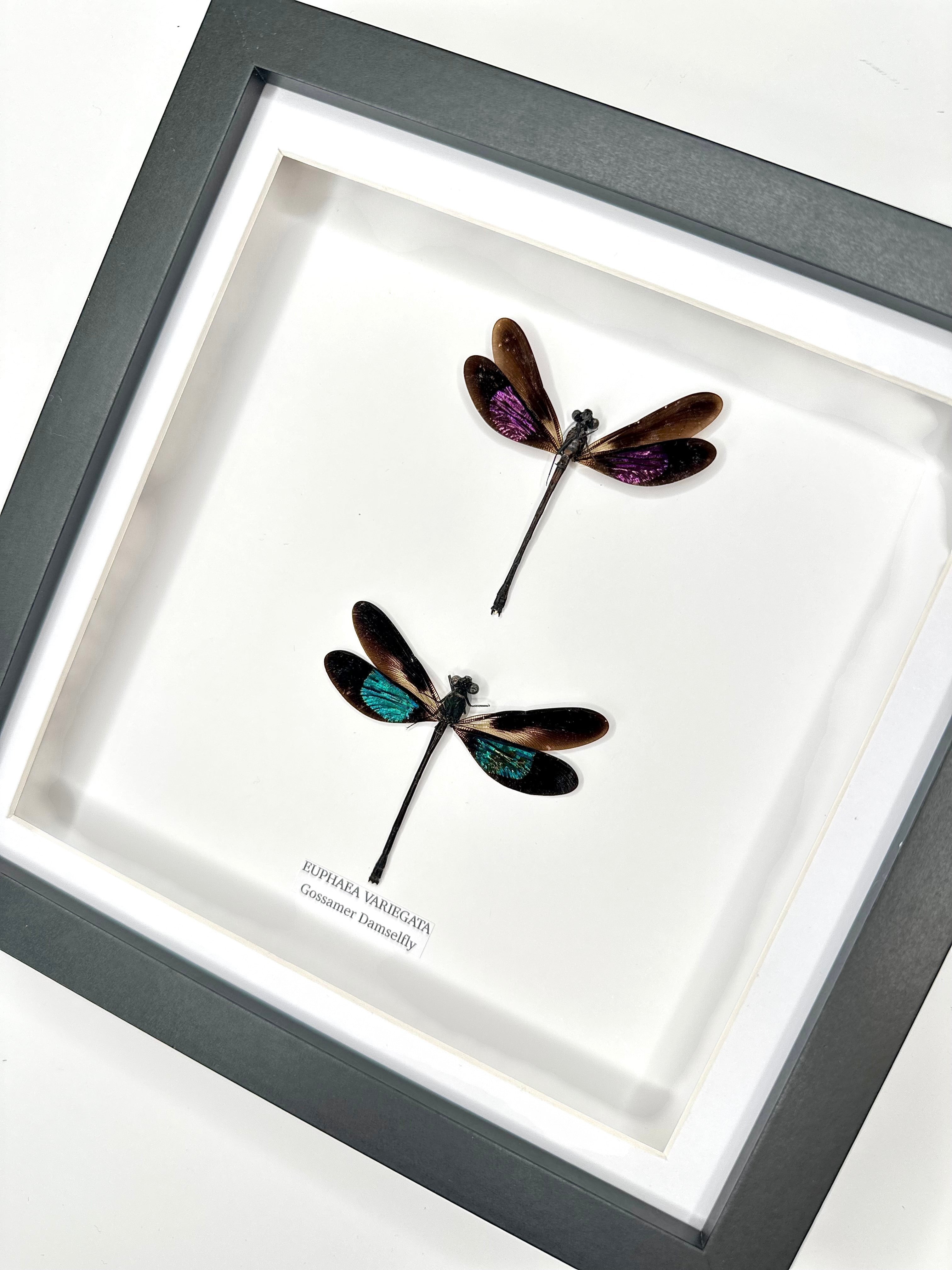 Double Gossomar Damselfy also known as Euphaea Variegata | double medium Frame - Taxidermy Entomology Home Decor Framed Natural Art by cuteaholic gifts