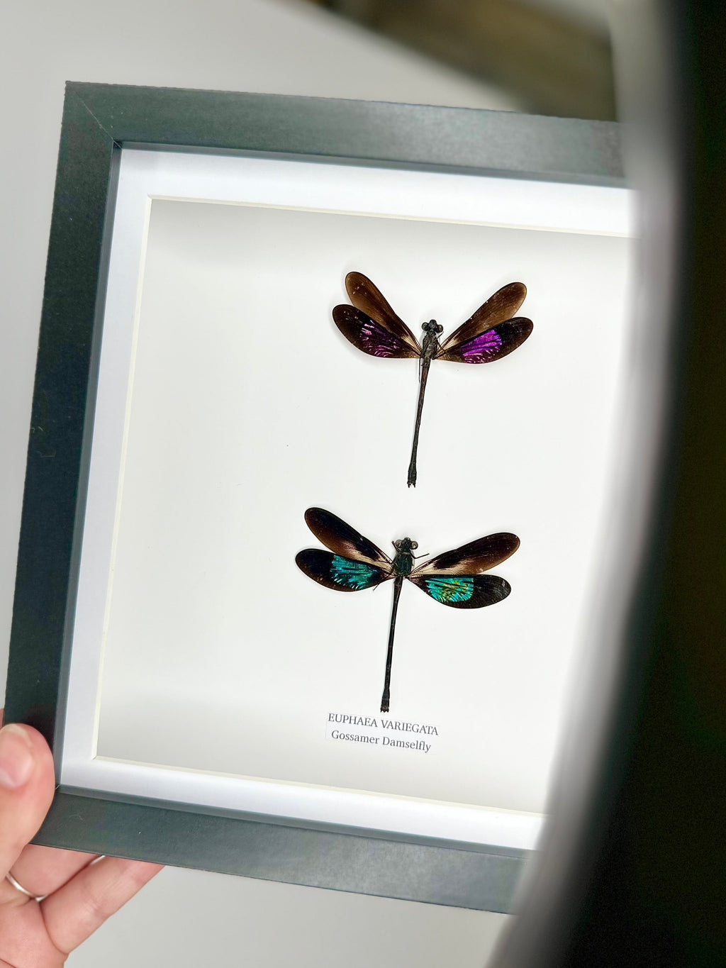 Double Gossomar Damselfy also known as Euphaea Variegata | double medium Frame - Taxidermy Entomology Home Decor Framed Natural Art by cuteaholic gifts
