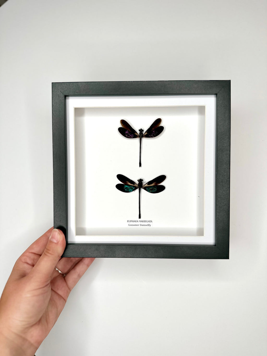 Double Gossomar Damselfy also known as Euphaea Variegata | double medium Frame - Taxidermy Entomology Home Decor Framed Natural Art by cuteaholic gifts
