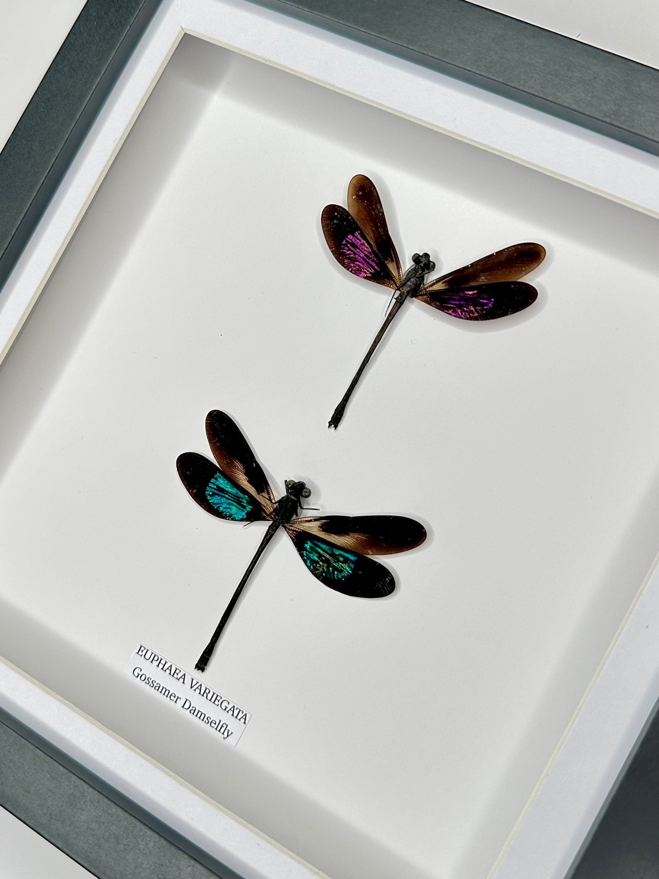 Double Gossomar Damselfy also known as Euphaea Variegata | double medium Frame - Taxidermy Entomology Home Decor Framed Natural Art by cuteaholic gifts