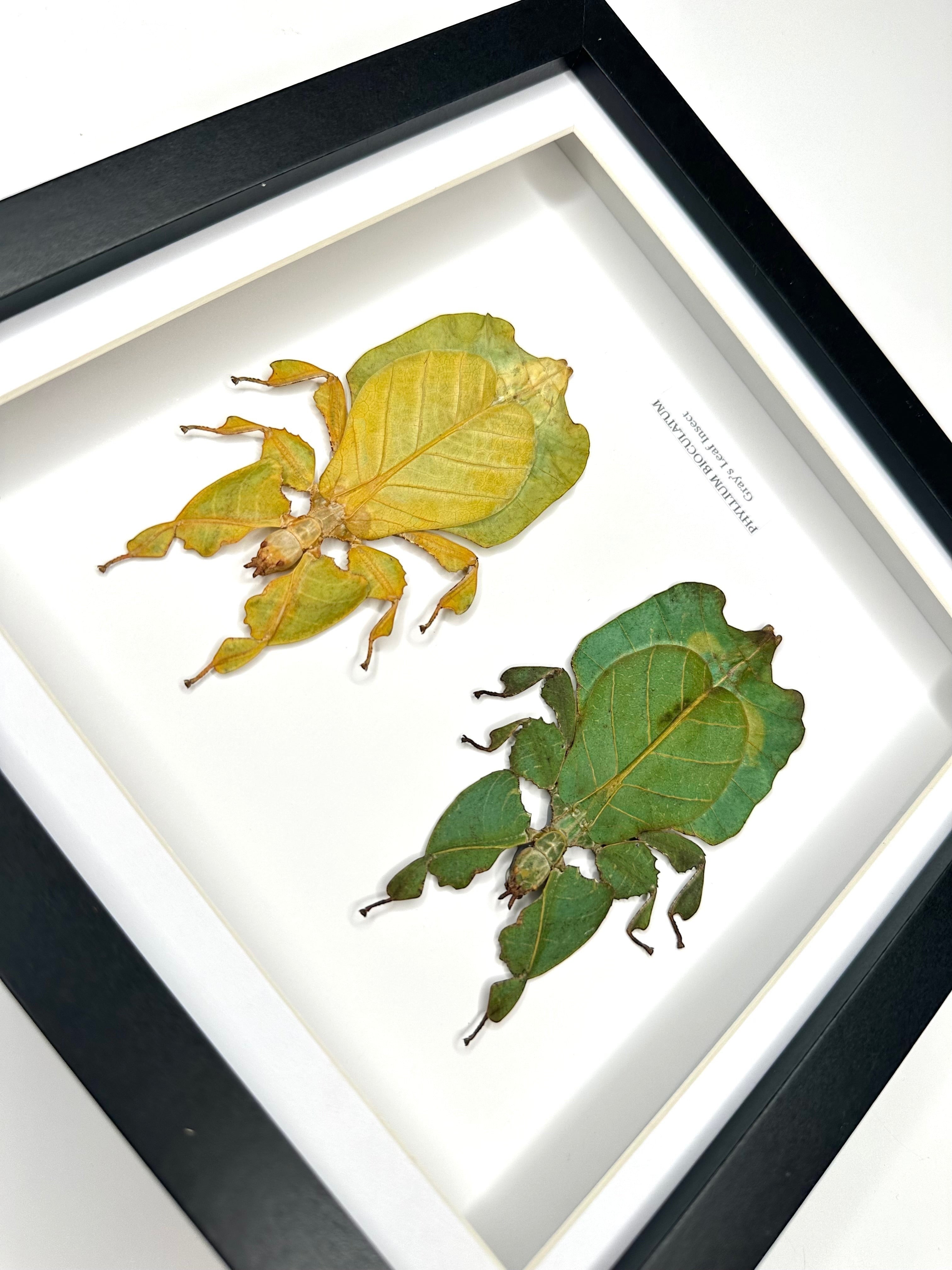 Double Gray’s Leaf Insects green and yellow leaf | Phyllium Bioculatum | Medium deep black Frame - Taxidermy Entomology Home Decor Framed Natural Art handmade by cuteaholic gifts