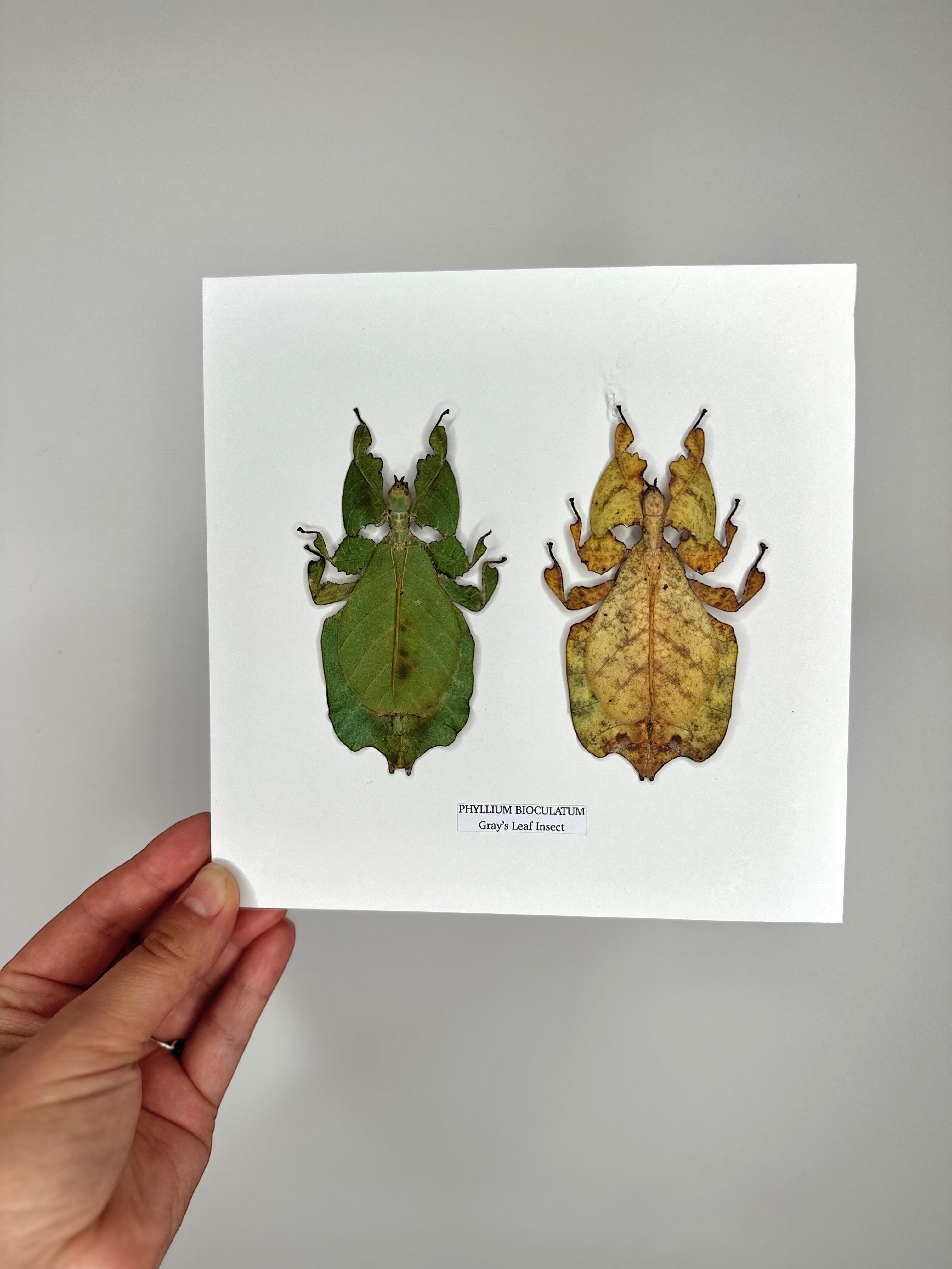 Double Gray’s Leaf Insects green and yellow leaf | Phyllium Bioculatum | Medium deep black Frame - Taxidermy Entomology Home Decor Framed Natural Art handmade by cuteaholic gifts