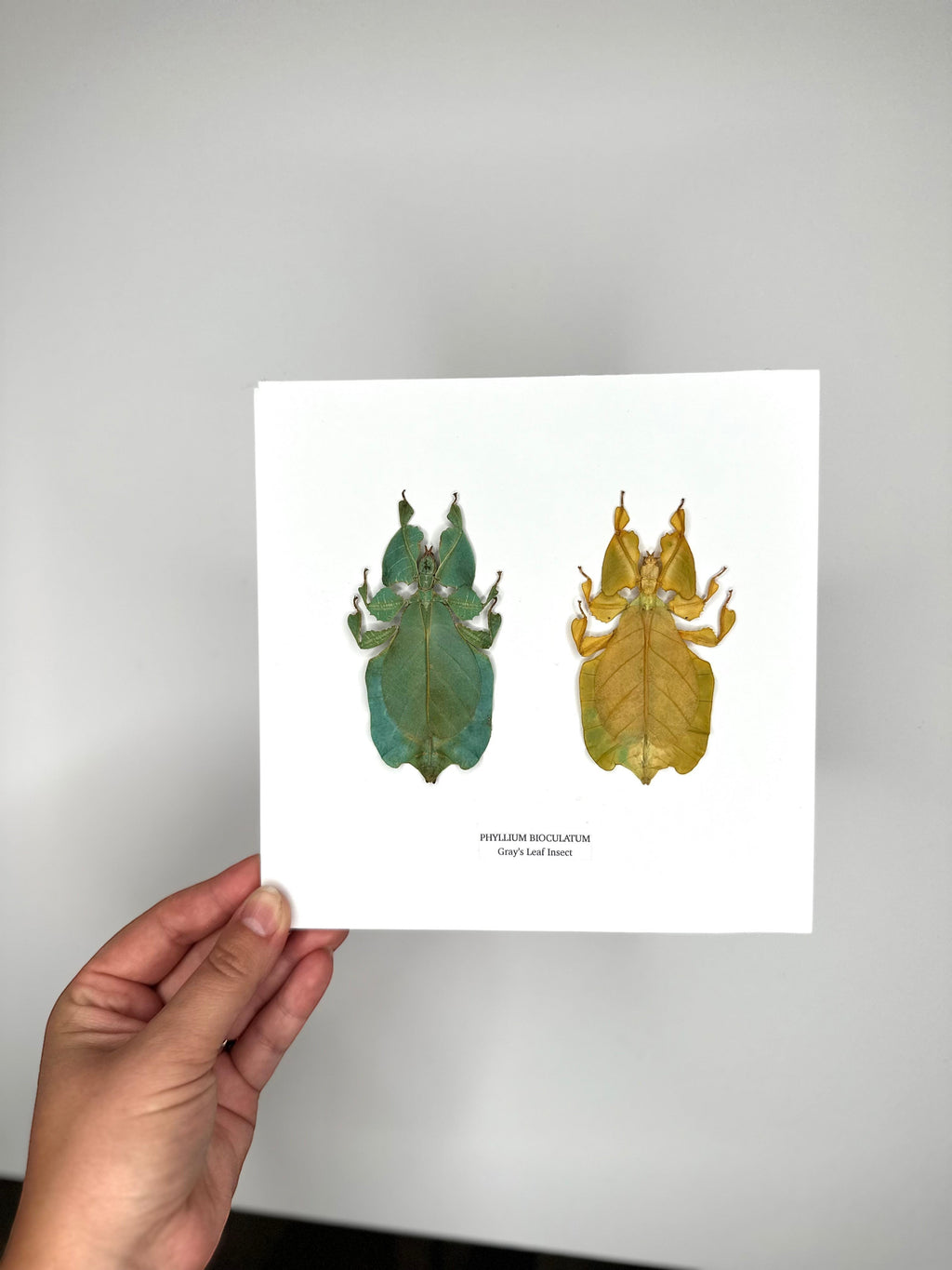 Double Gray’s Leaf Insects green and yellow leaf | Phyllium Bioculatum | Medium deep black Frame - Taxidermy Entomology Home Decor Framed Natural Art handmade by cuteaholic gifts