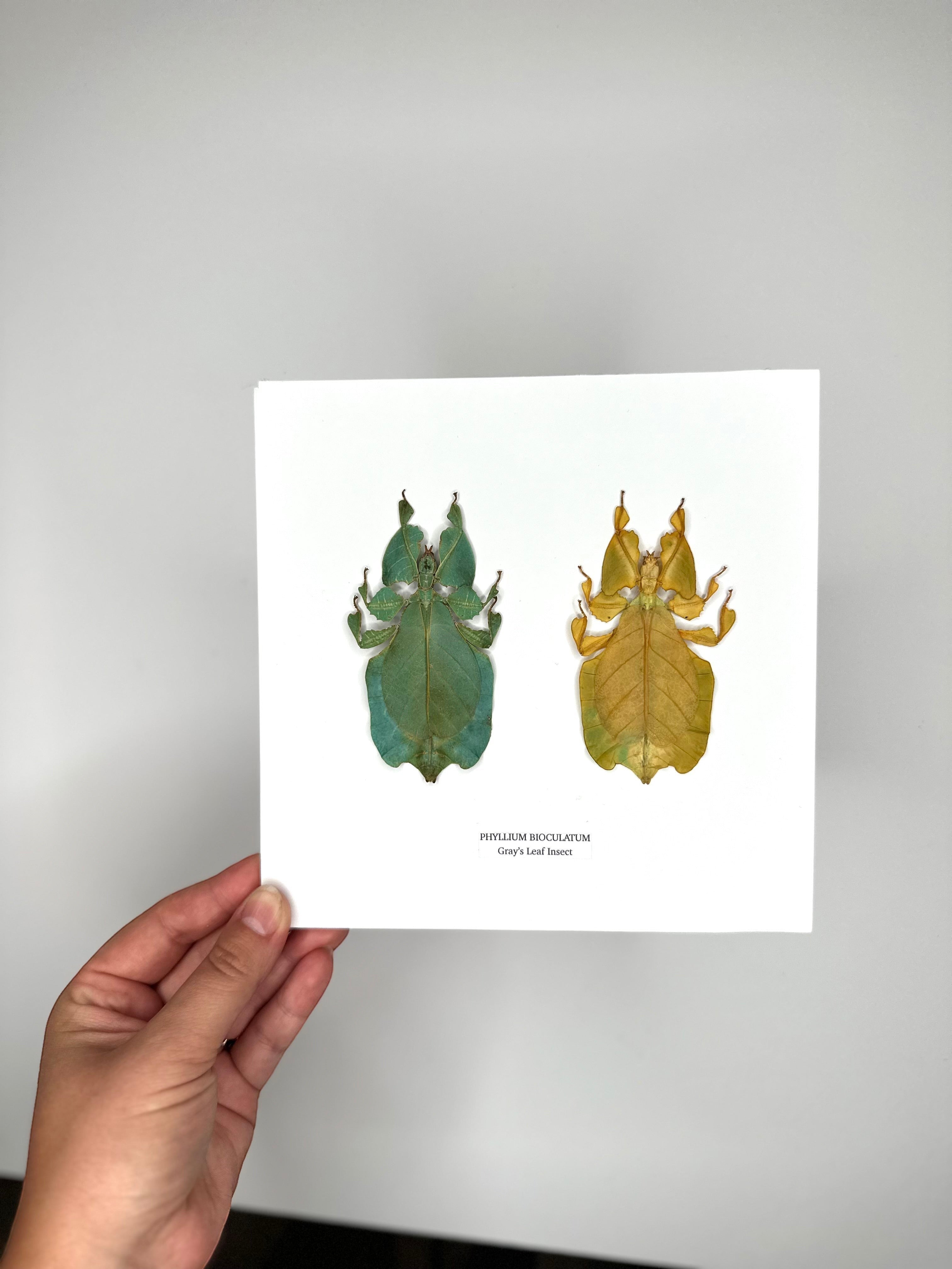 Double Gray’s Leaf Insects green and yellow leaf | Phyllium Bioculatum | Medium deep black Frame - Taxidermy Entomology Home Decor Framed Natural Art handmade by cuteaholic gifts