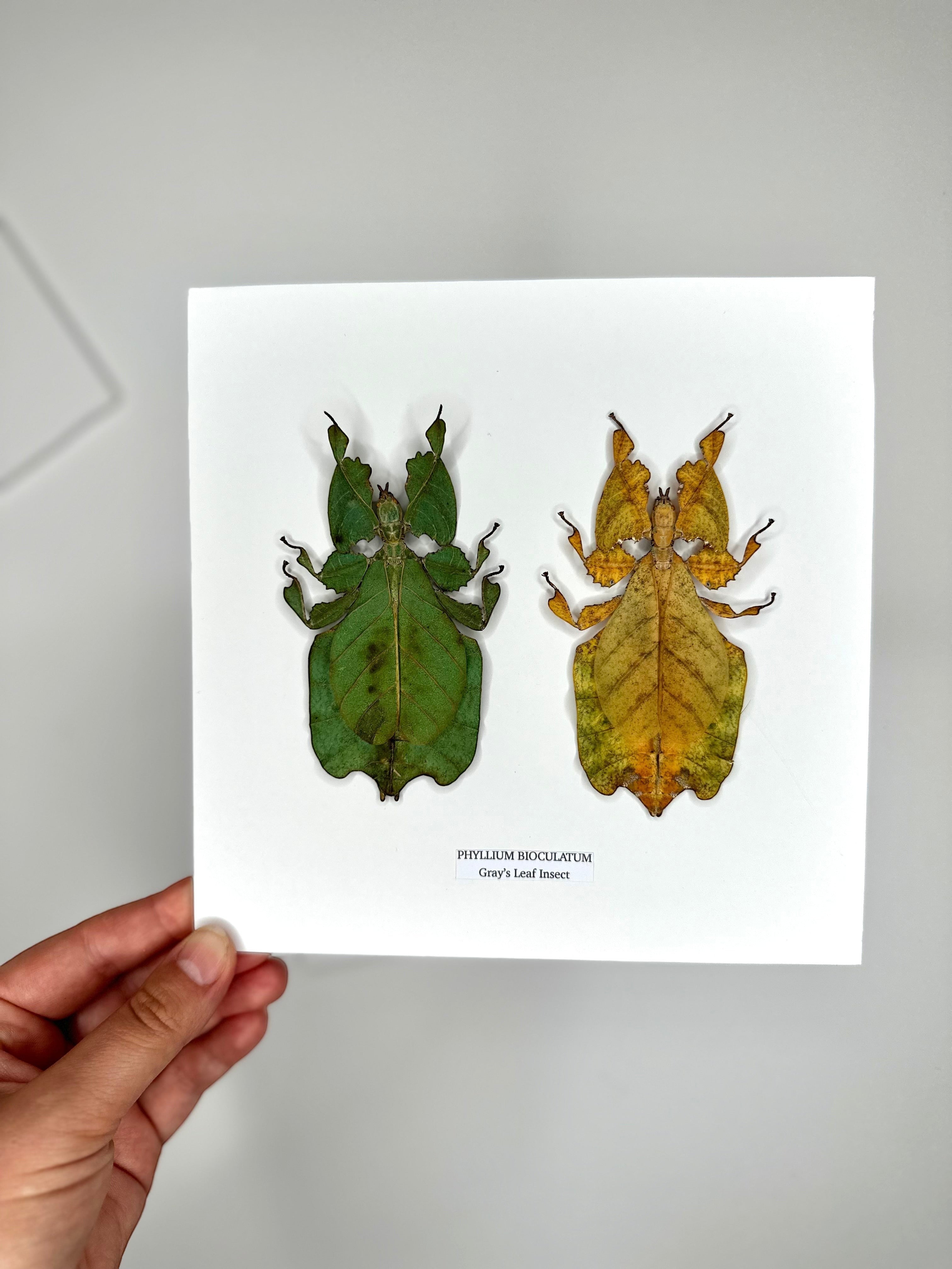 Double Gray’s Leaf Insects green and yellow leaf | Phyllium Bioculatum | Medium deep black Frame - Taxidermy Entomology Home Decor Framed Natural Art handmade by cuteaholic gifts