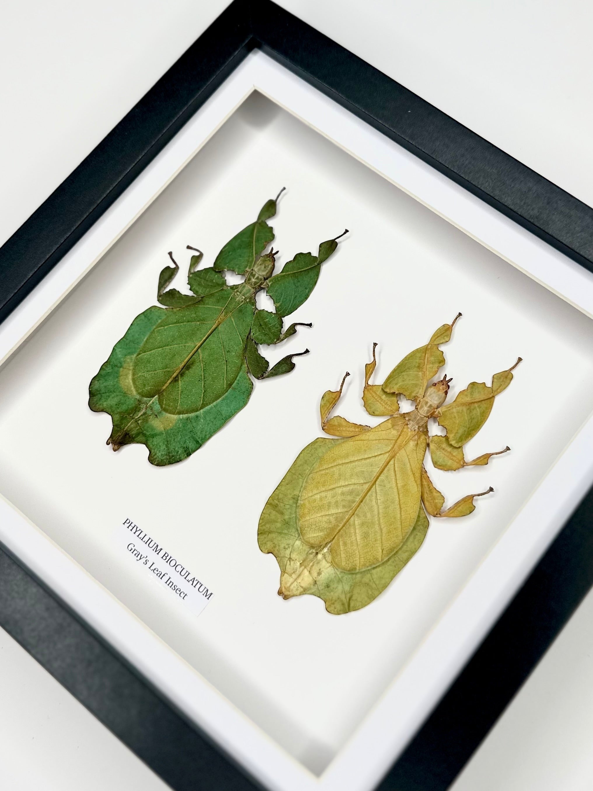 Double Gray’s Leaf Insects green and yellow leaf | Phyllium Bioculatum | Medium deep black Frame - Taxidermy Entomology Home Decor Framed Natural Art handmade by cuteaholic gifts