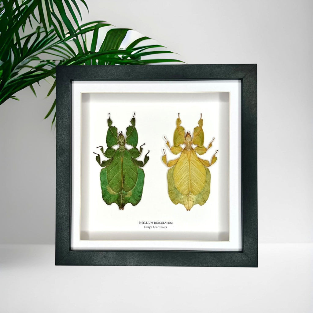 Double Gray’s Leaf Insects green and yellow leaf | Phyllium Bioculatum | Medium deep black Frame - Taxidermy Entomology Home Decor Framed Natural Art handmade by cuteaholic gifts