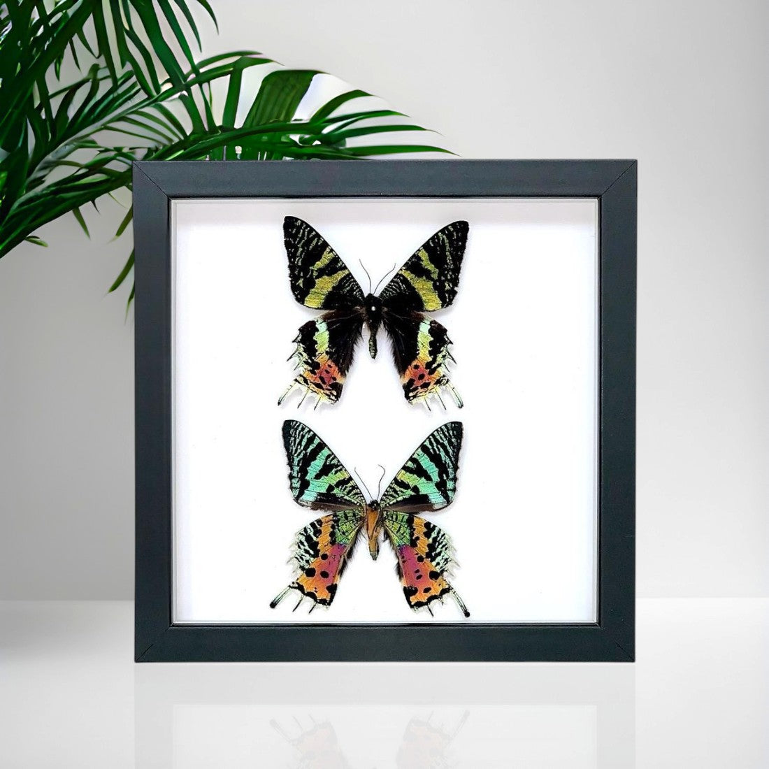 Double Madagascan Sunset Moth | Medium Frame • Taxidermy Entomology Home Decor Framed Art