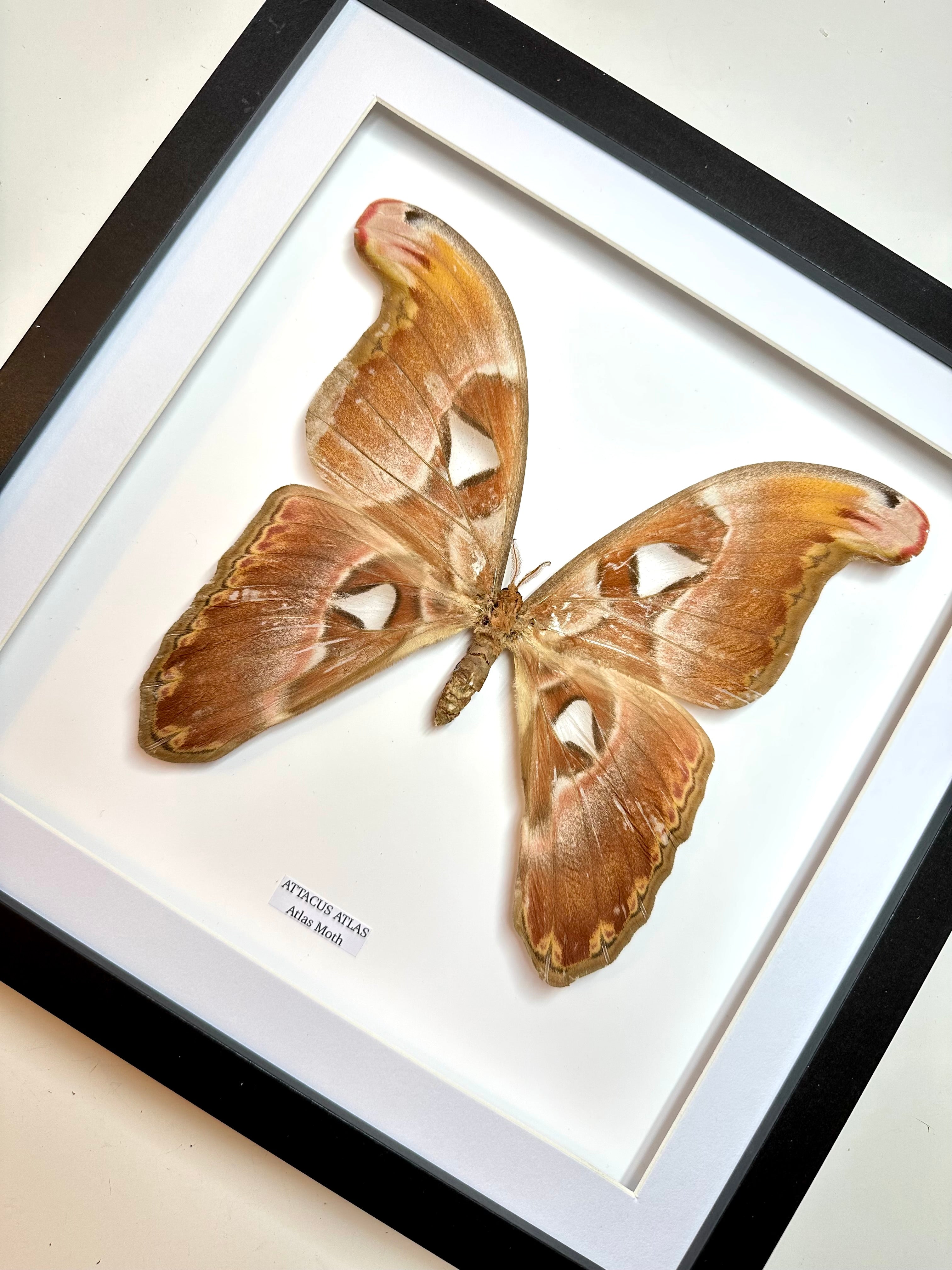 Giant Atlas Moth | Attacus Atlas | Large Frame • Taxidermy Entomology Home Decor Framed Art