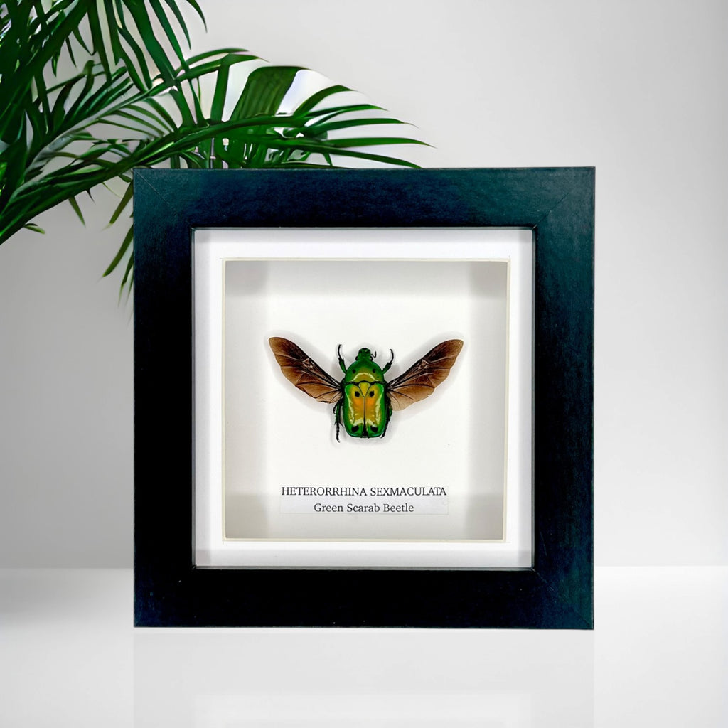 Green Scarab Beetle | Heterorrhina sexmaculata | Small Frame - Insect Taxidermy Entomology Home Decor Framed Natural Art