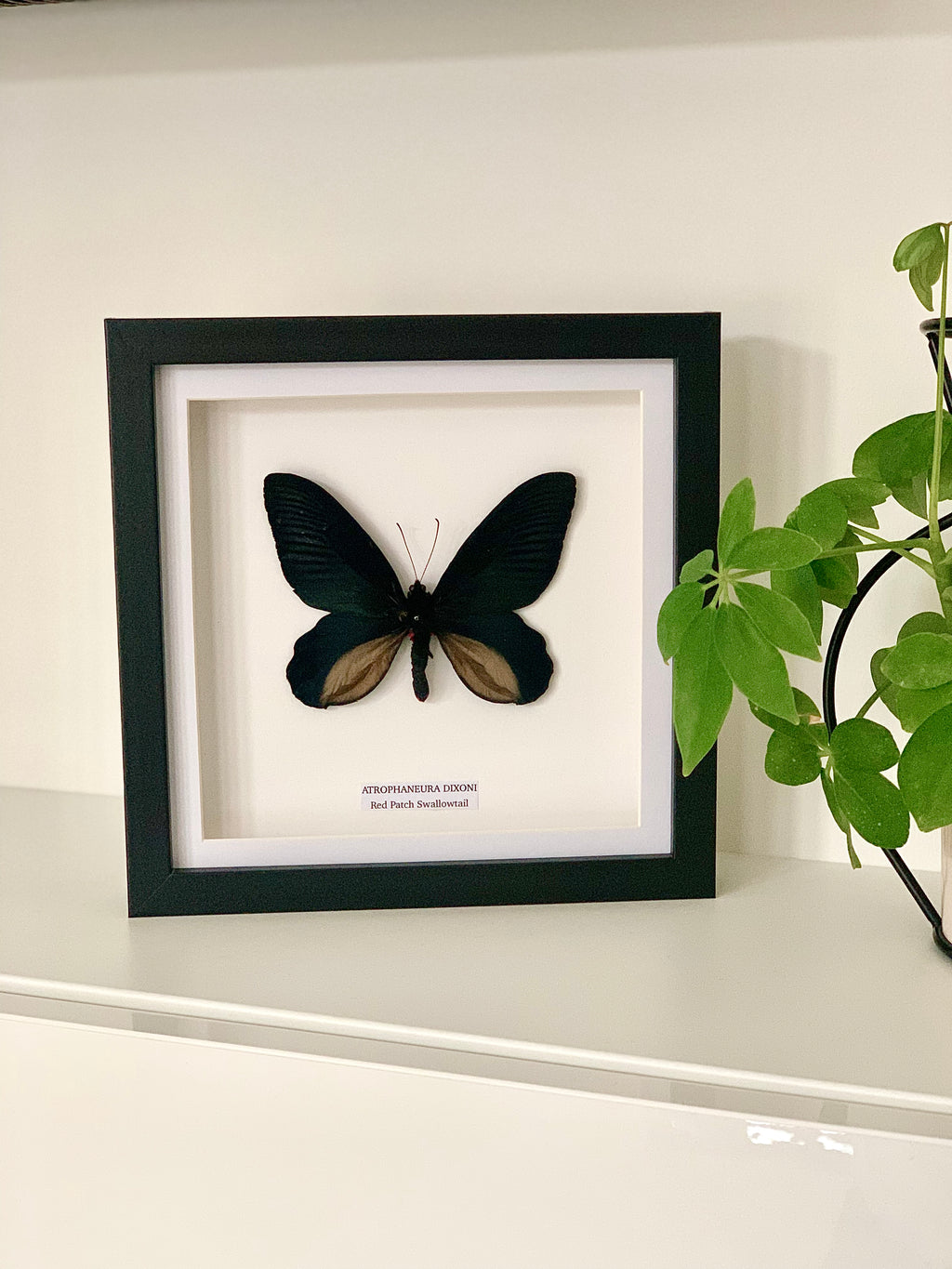 Red Patch Swallowtail | Medium Frame • Taxidermy Entomology Home Decor Framed Art