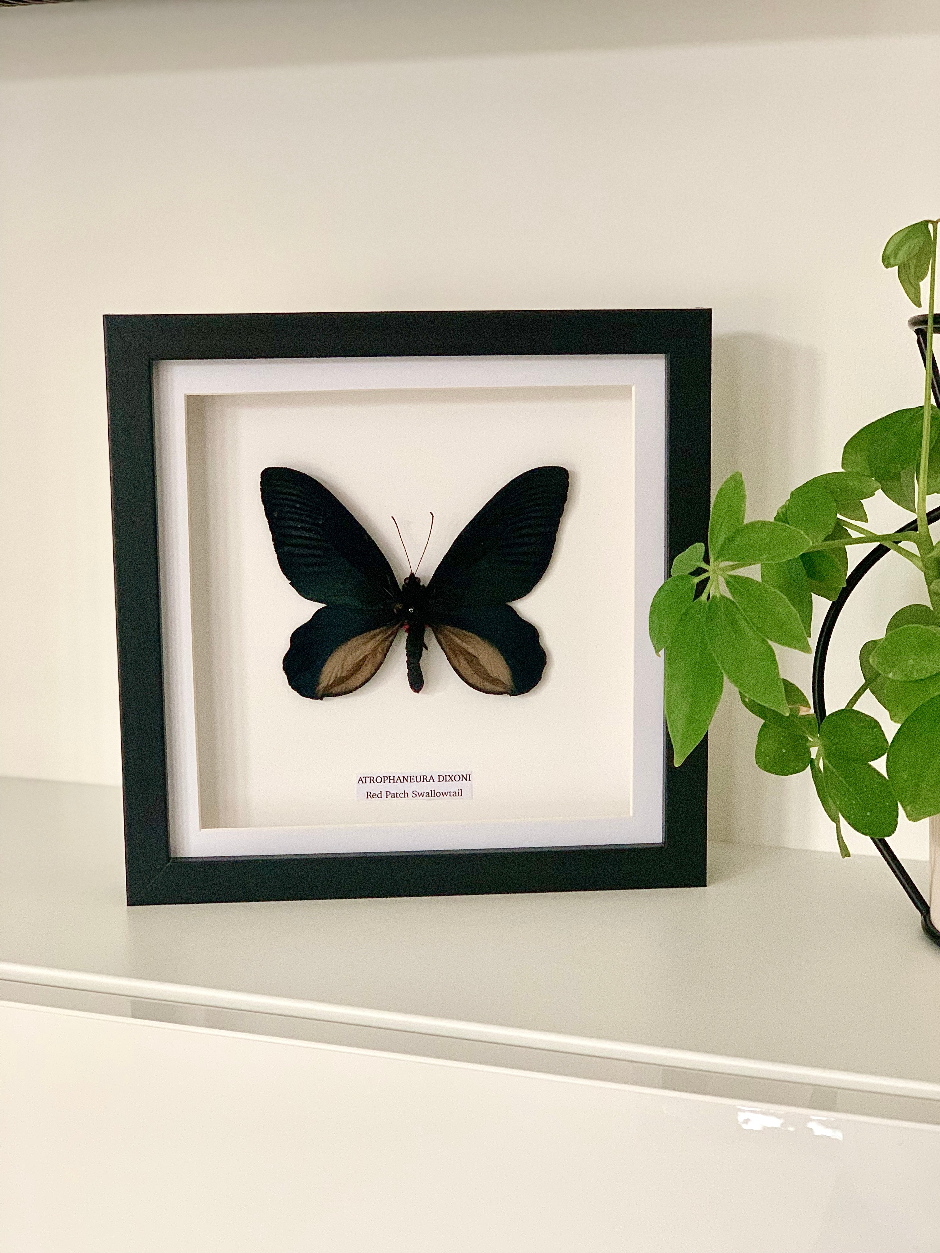 Red Patch Swallowtail | Medium Frame • Taxidermy Entomology Home Decor Framed Art