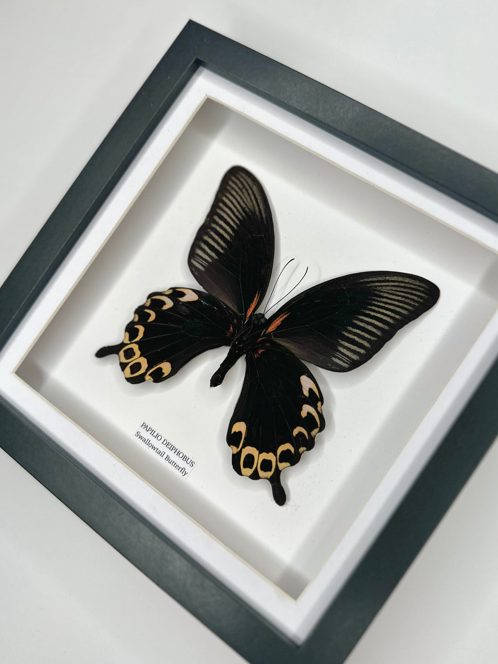 Deiphobus Swallowtail Butterfly | Papilio Deiphobus | Medium Frame - Taxidermy Entomology Home Decor Framed Natural Art