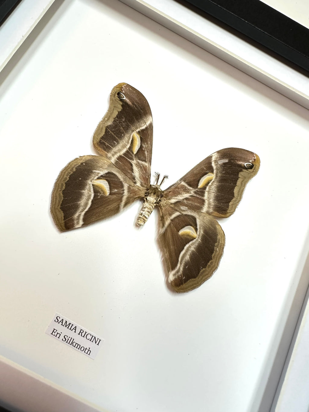 Eri Silkmoth | Samia Ricini | Medium Frame • Taxidermy Entomology Home Decor Framed Art