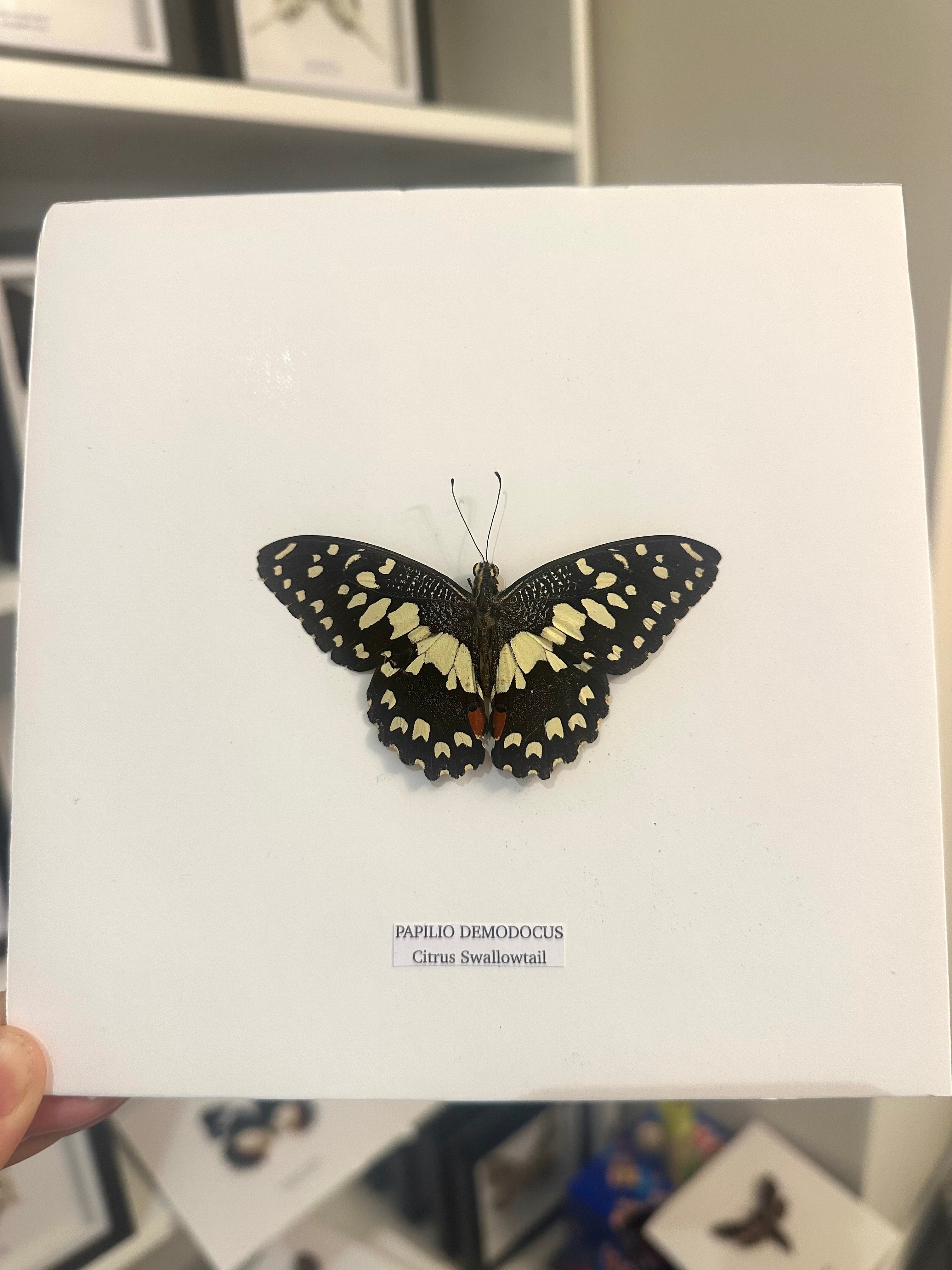 Citrus Swallowtail Butterfly | Christmas Butterfly | Medium Frame • Taxidermy Entomology Home Decor Framed Art