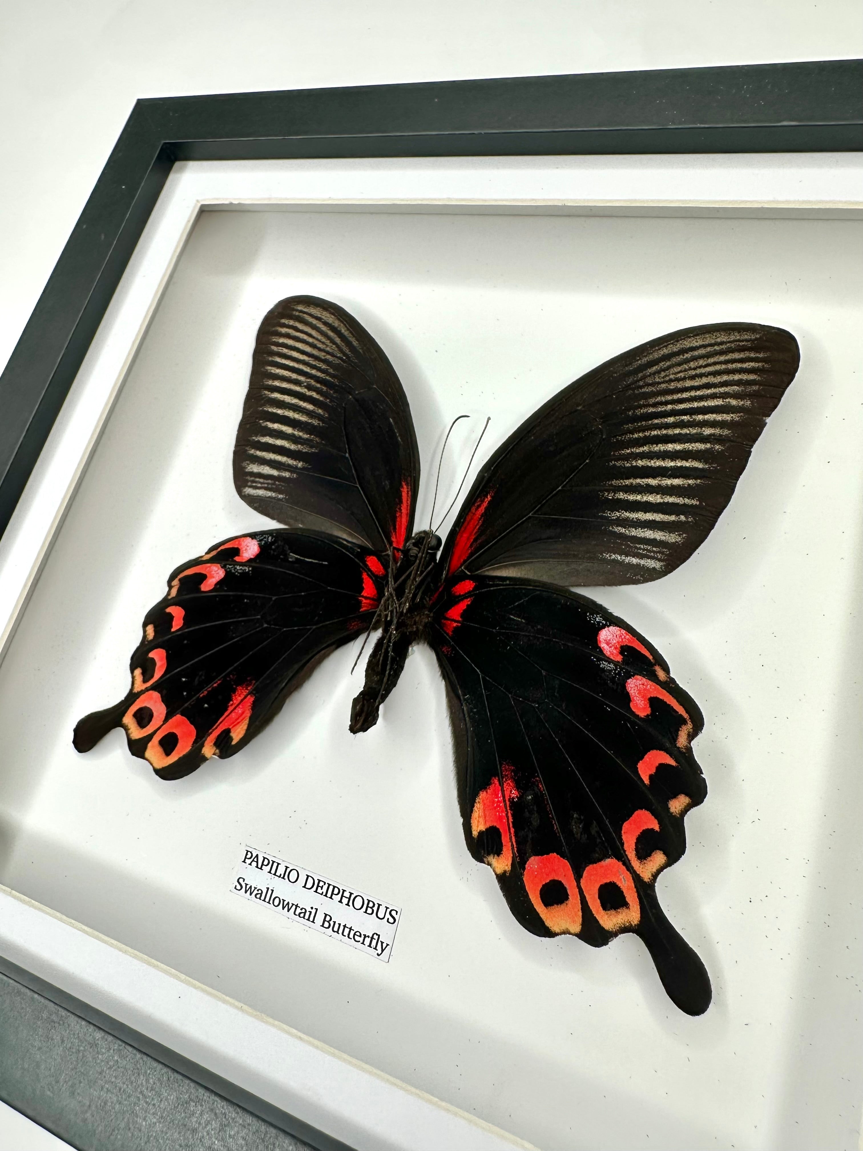 Deiphobus Swallowtail Butterfly | Papilio Deiphobus | Medium Frame - Taxidermy Entomology Home Decor Framed Natural Art