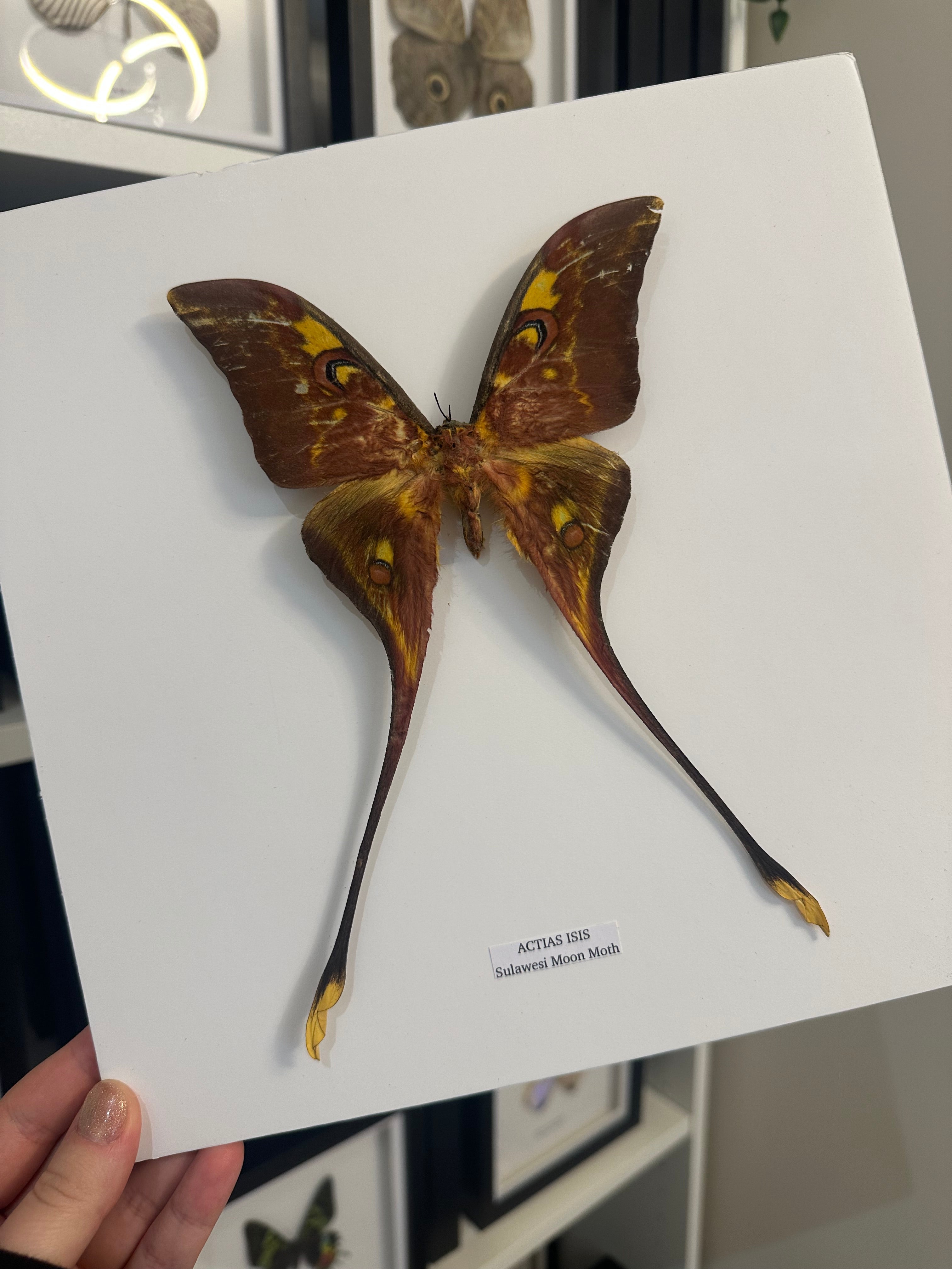 Sulawesi Moon Moth | Actias Isis • Large / xLarge Frame • Taxidermy Entomology Home Decor Framed Art
