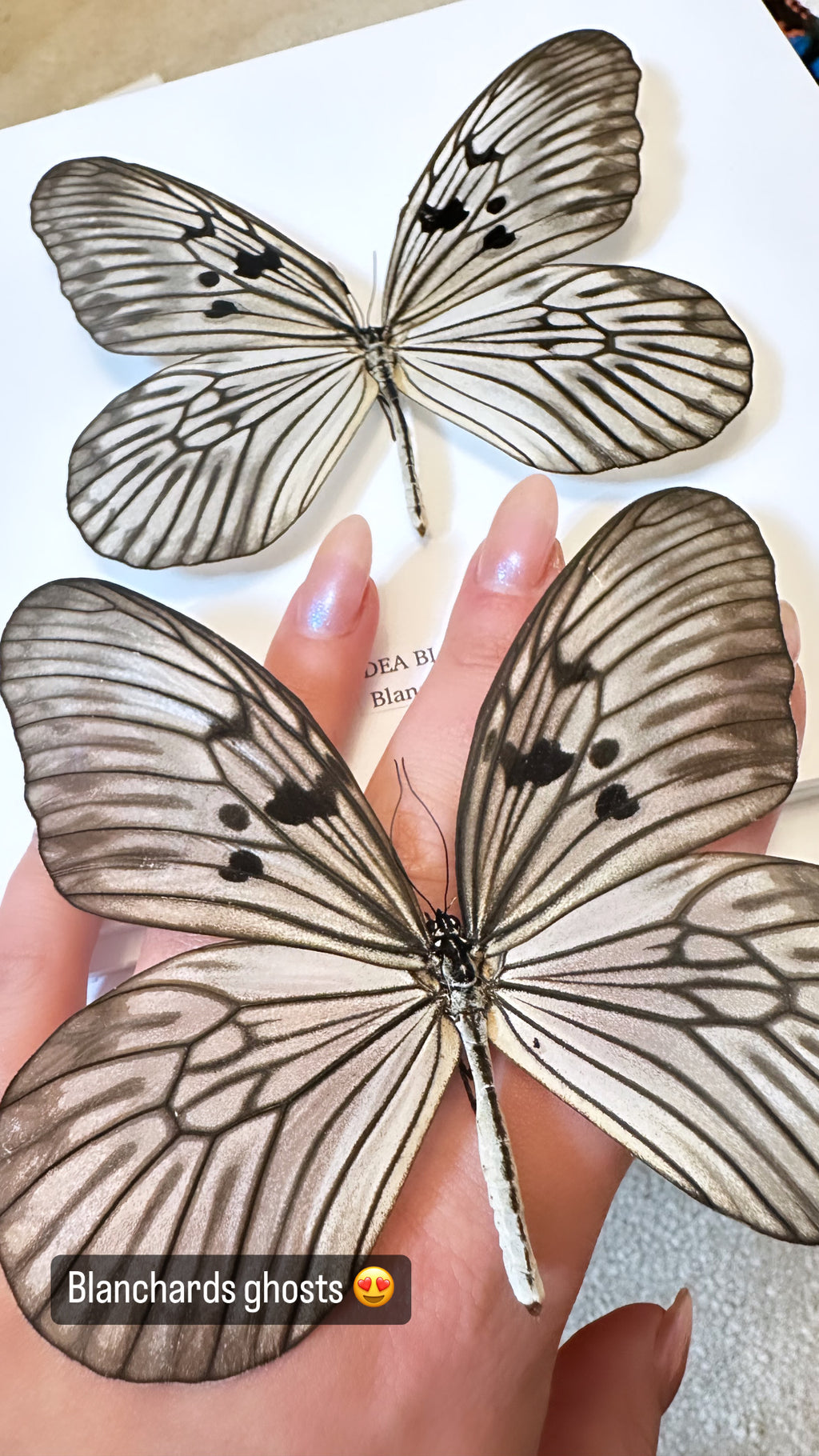 Blanchards Ghost Butterfly | Medium Frame • Taxidermy Entomology Home Decor Framed Art