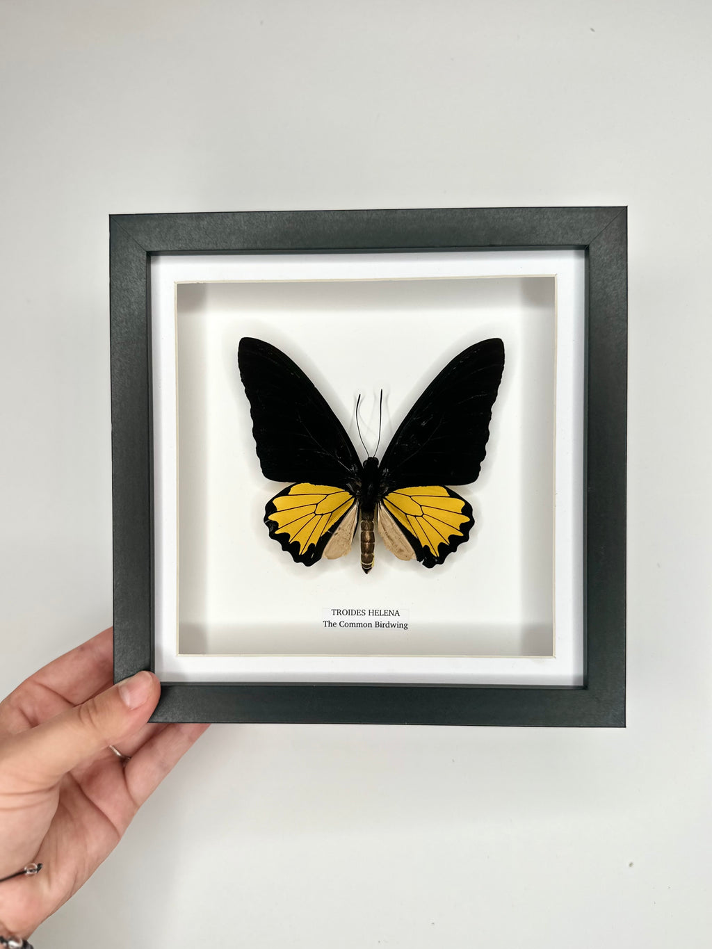 The Common Birdwing | Troides Helena | Medium Frame - Taxidermy Entomology Home Decor Framed Natural Art