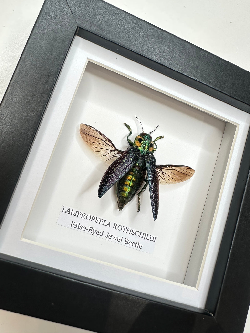False-eyed Jewel Beetle | Lampropepla Rothschildi • Taxidermy Entomology Home Decor Framed Art