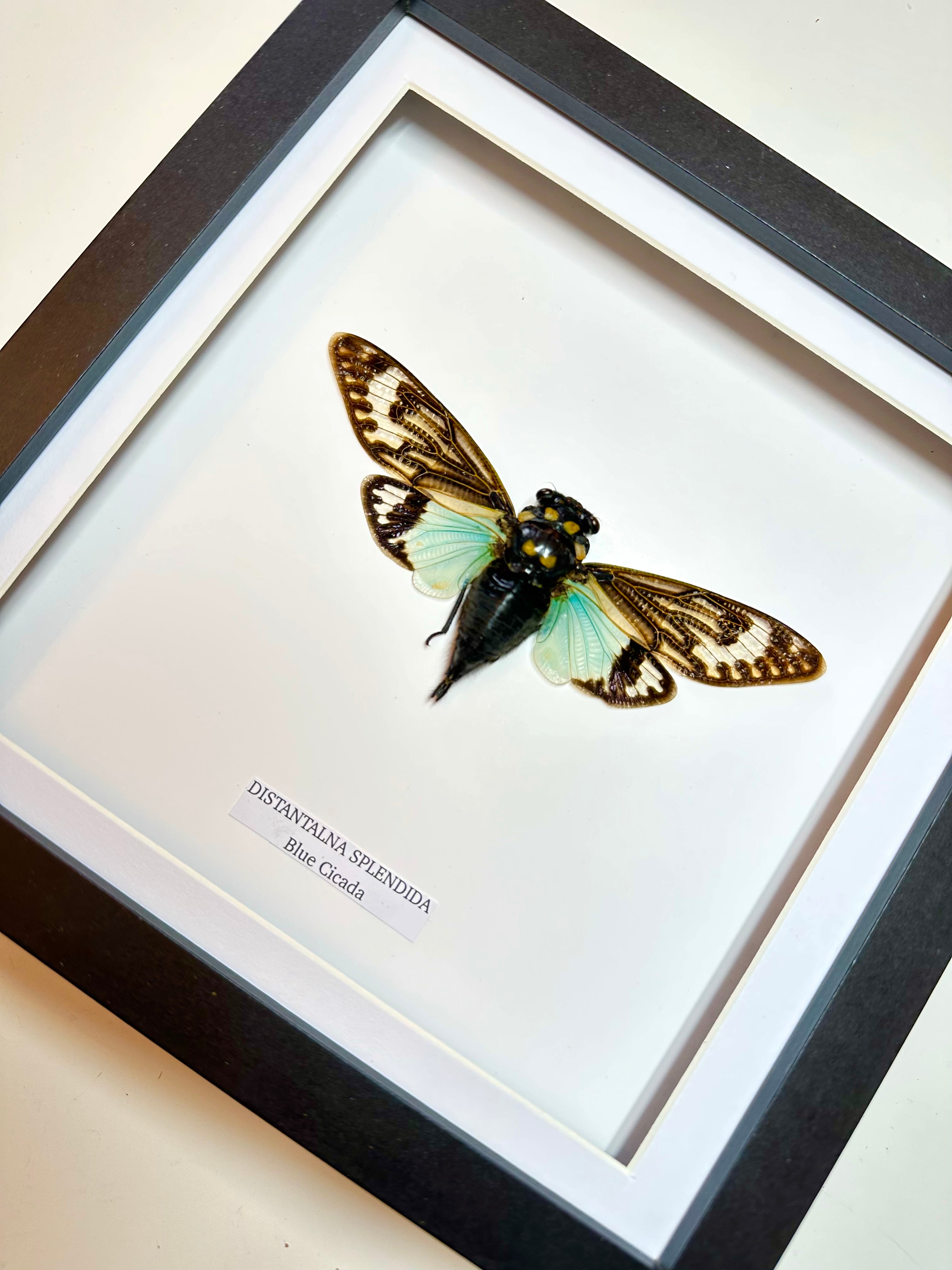 Blue Winged Cicada | Medium Frame • Taxidermy Entomology Home Decor Framed Art