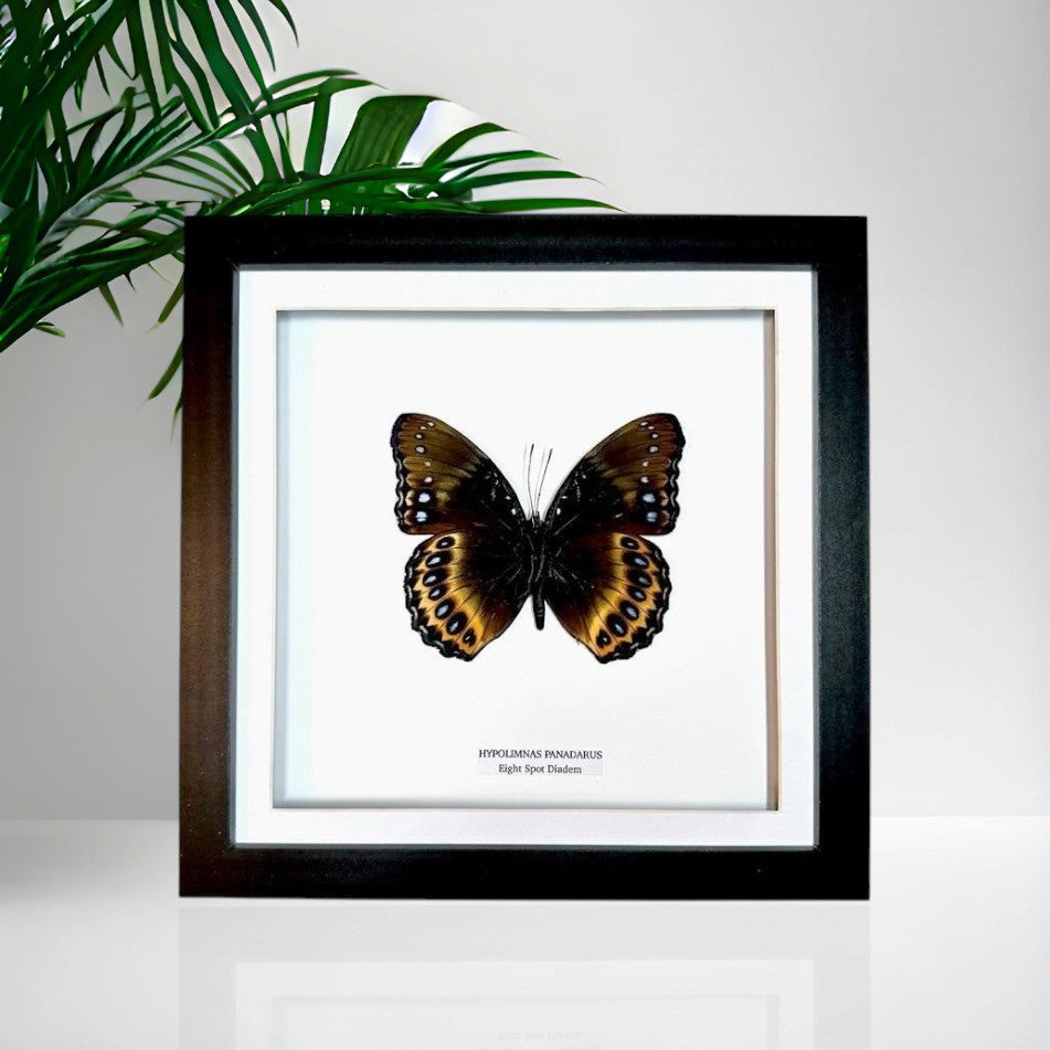 Eight Spot Madagascan Diadem | Medium Frame • Taxidermy Entomology Home Decor Framed Art