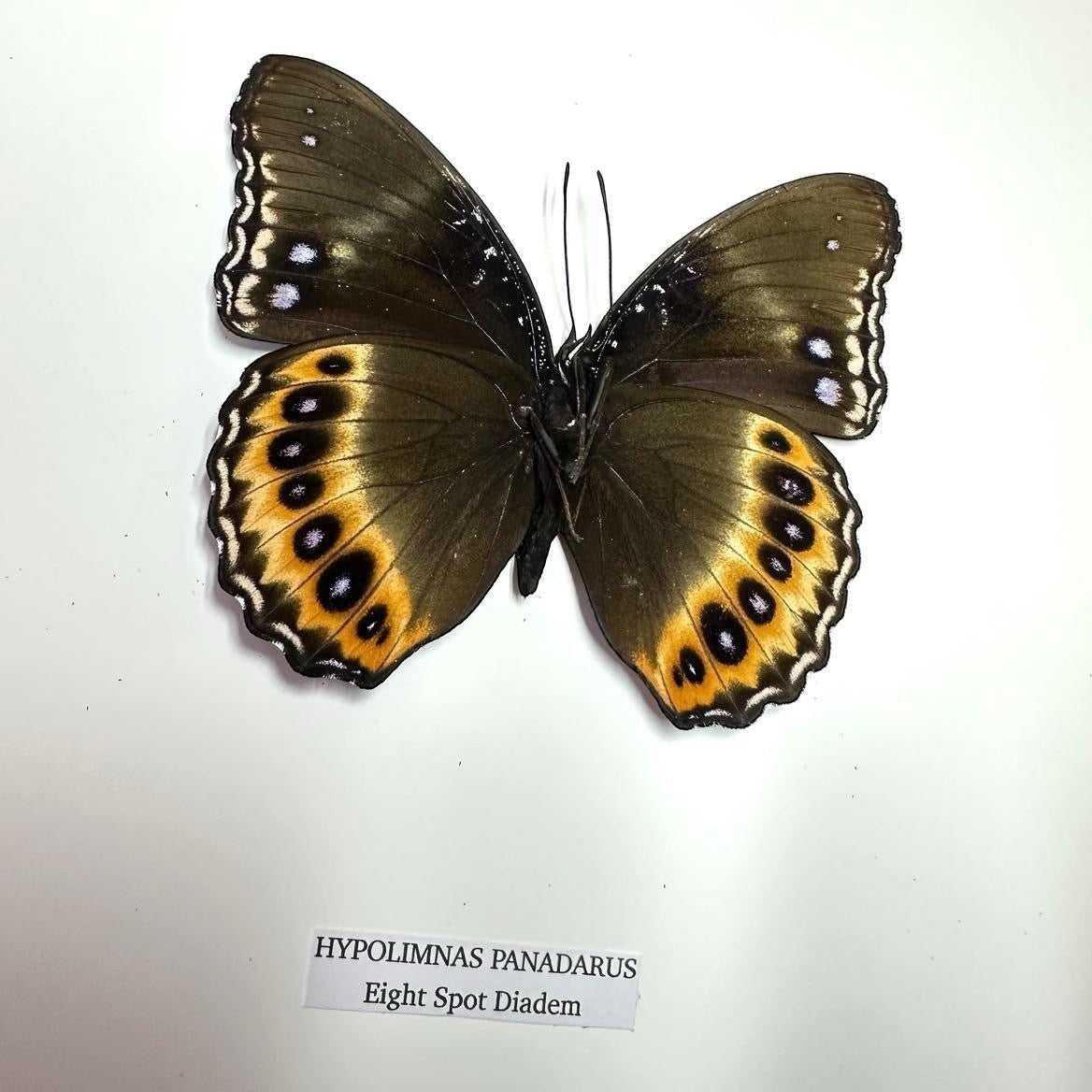 Cuteaholic Eight Spot Madagascan Diadem butterfly, dark brown wings with orange and black eye spots, white accents.