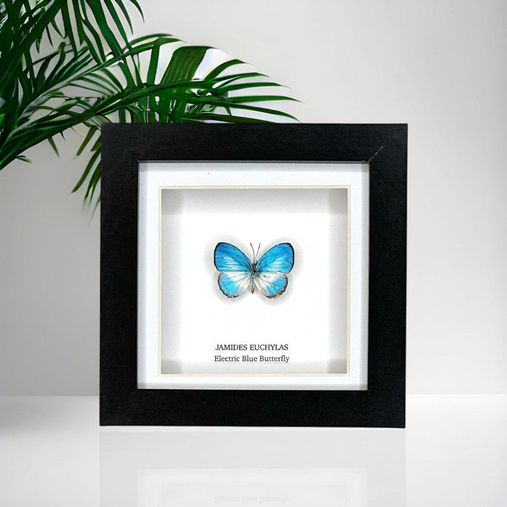 Electric Blue Butterfly | Jamides Euchylas • Small Frame • Taxidermy Entomology Home Decor Framed Art